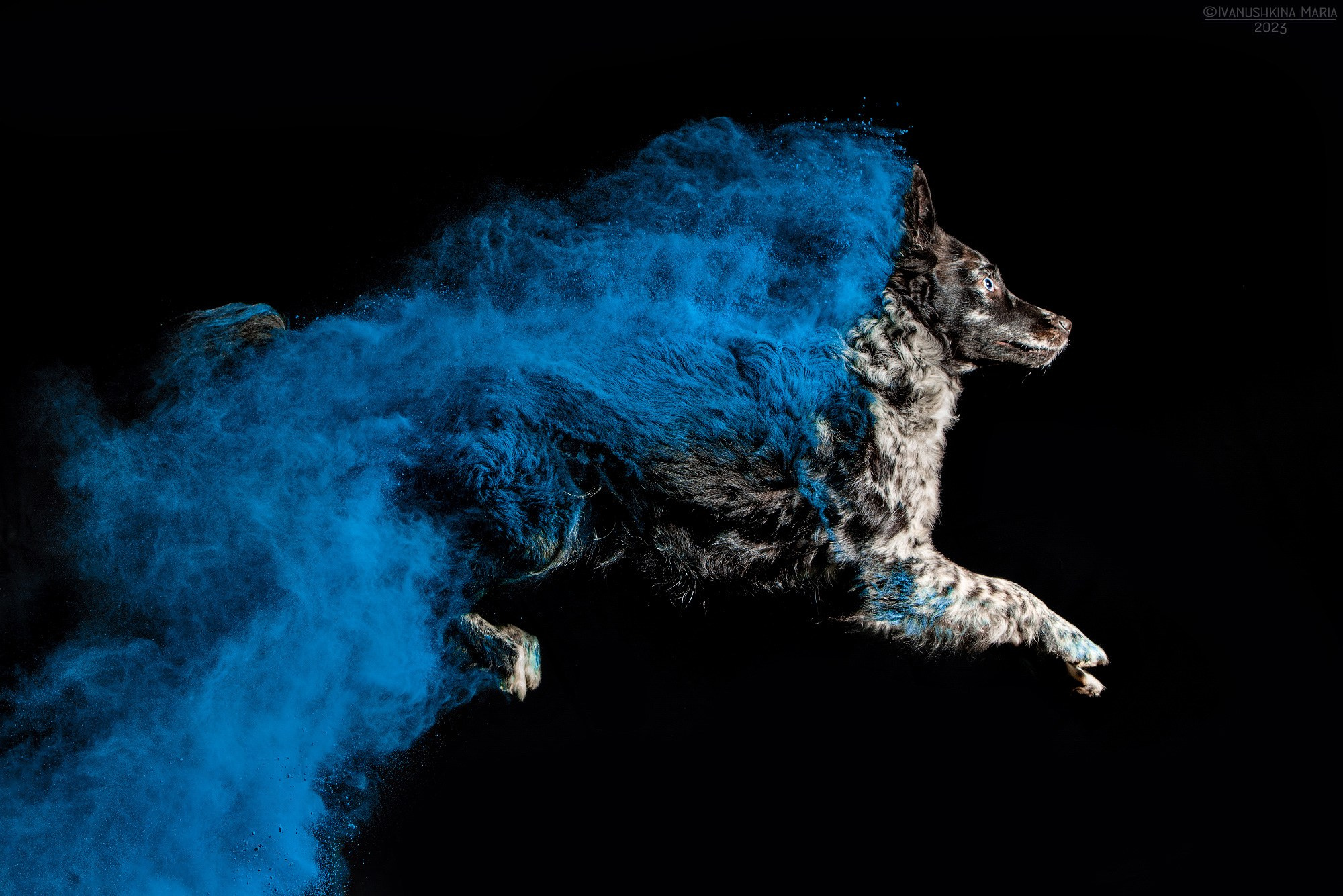 Фотосессия собаки с красками холи. Фотограф собак в Москве и Московской области Иванушкина Мария