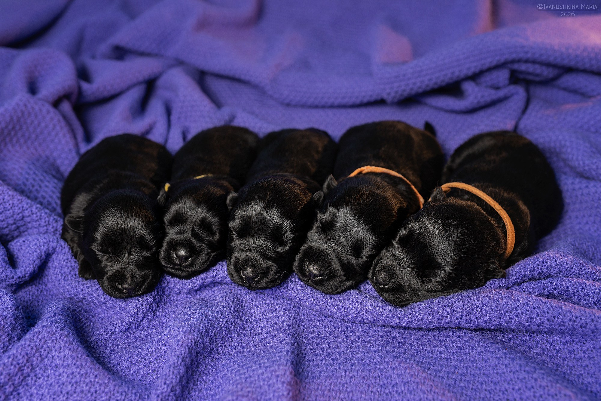 Ньюборн фотосессия щенков. Фотограф собак в Москве и Московской области Иванушкина Мария