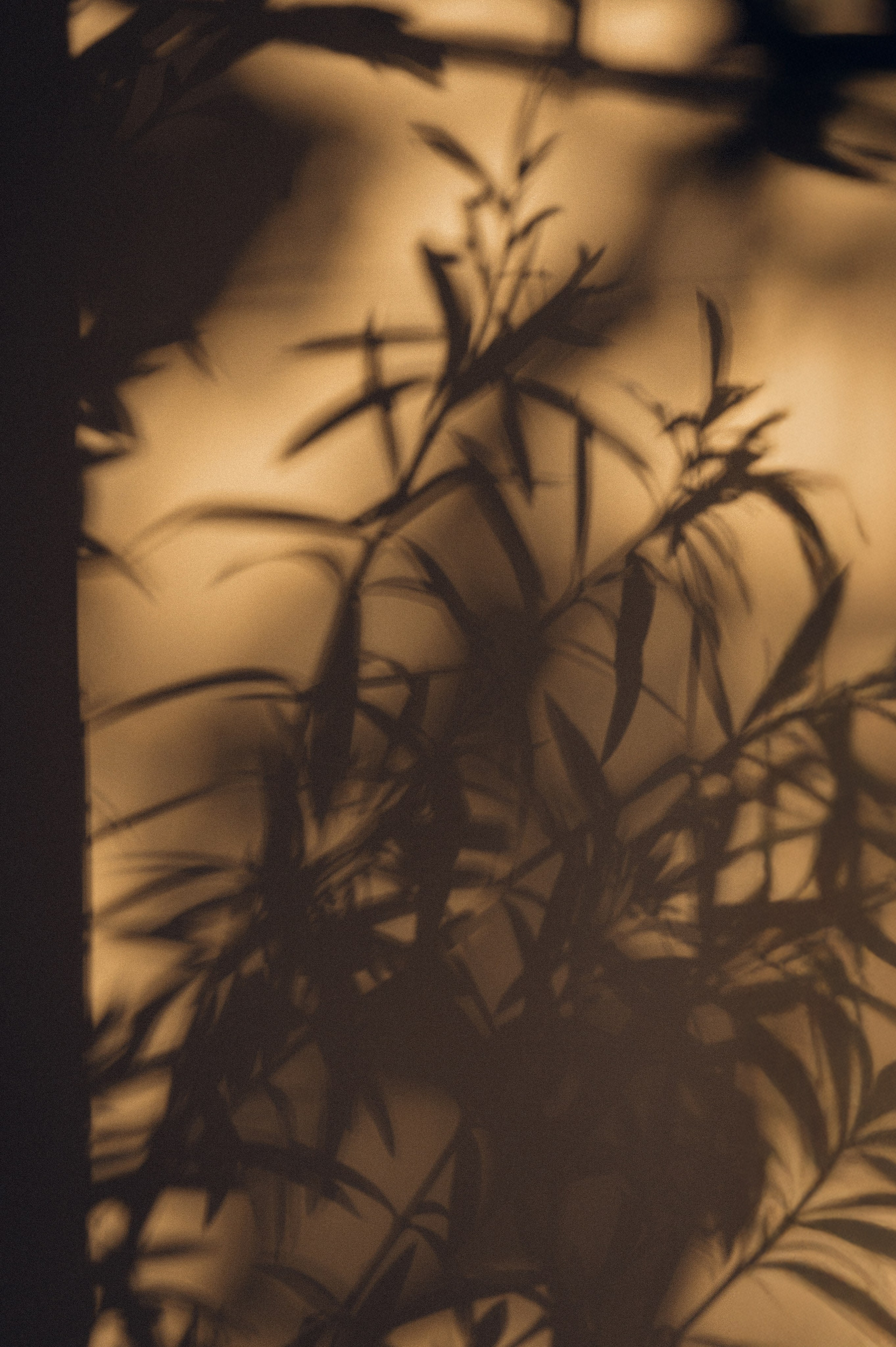 Данил и Оля. Свадебный фотограф и видеограф