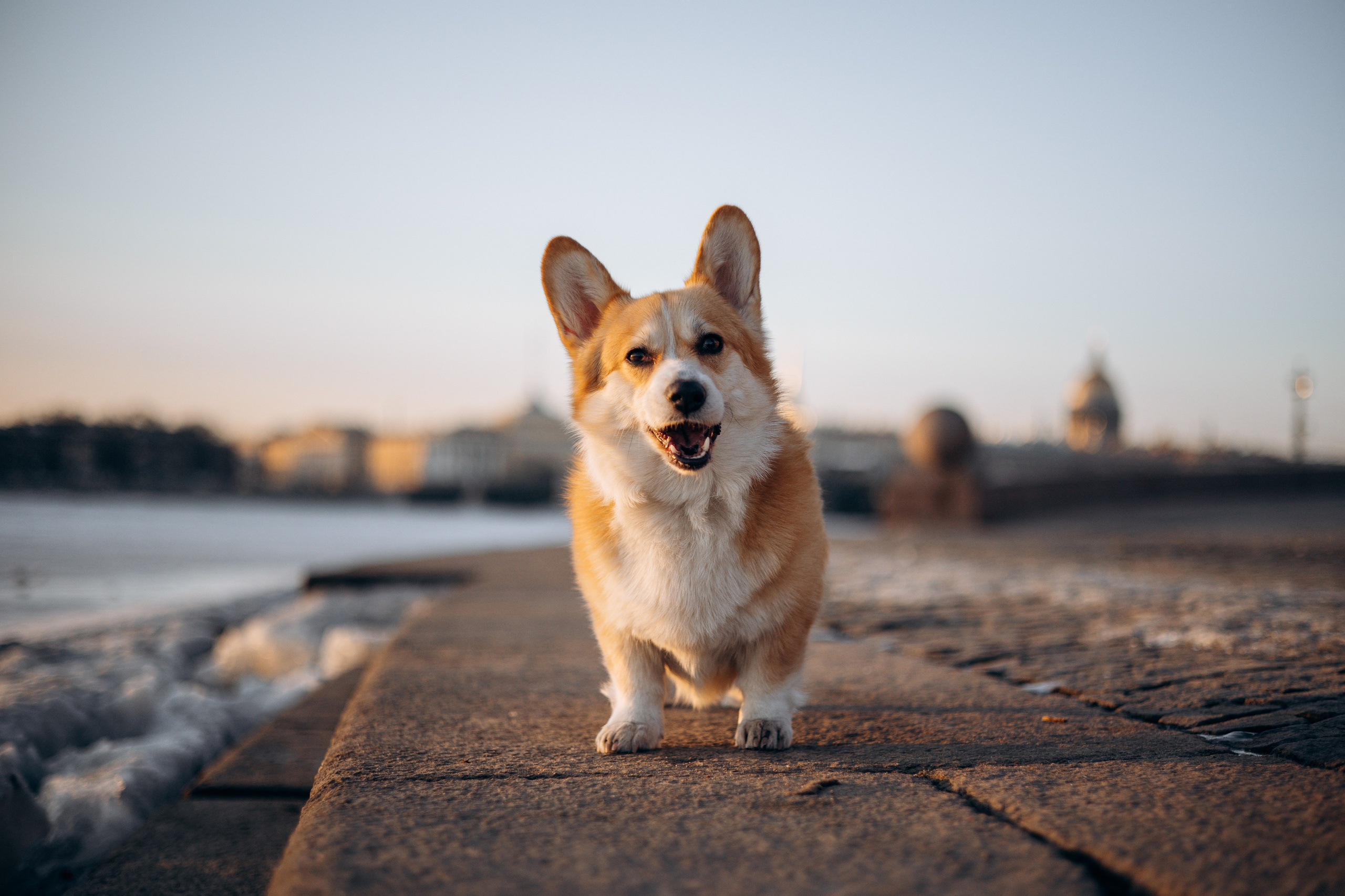 Настя и Ева. Фотограф — Анималист | Санкт-Петербург