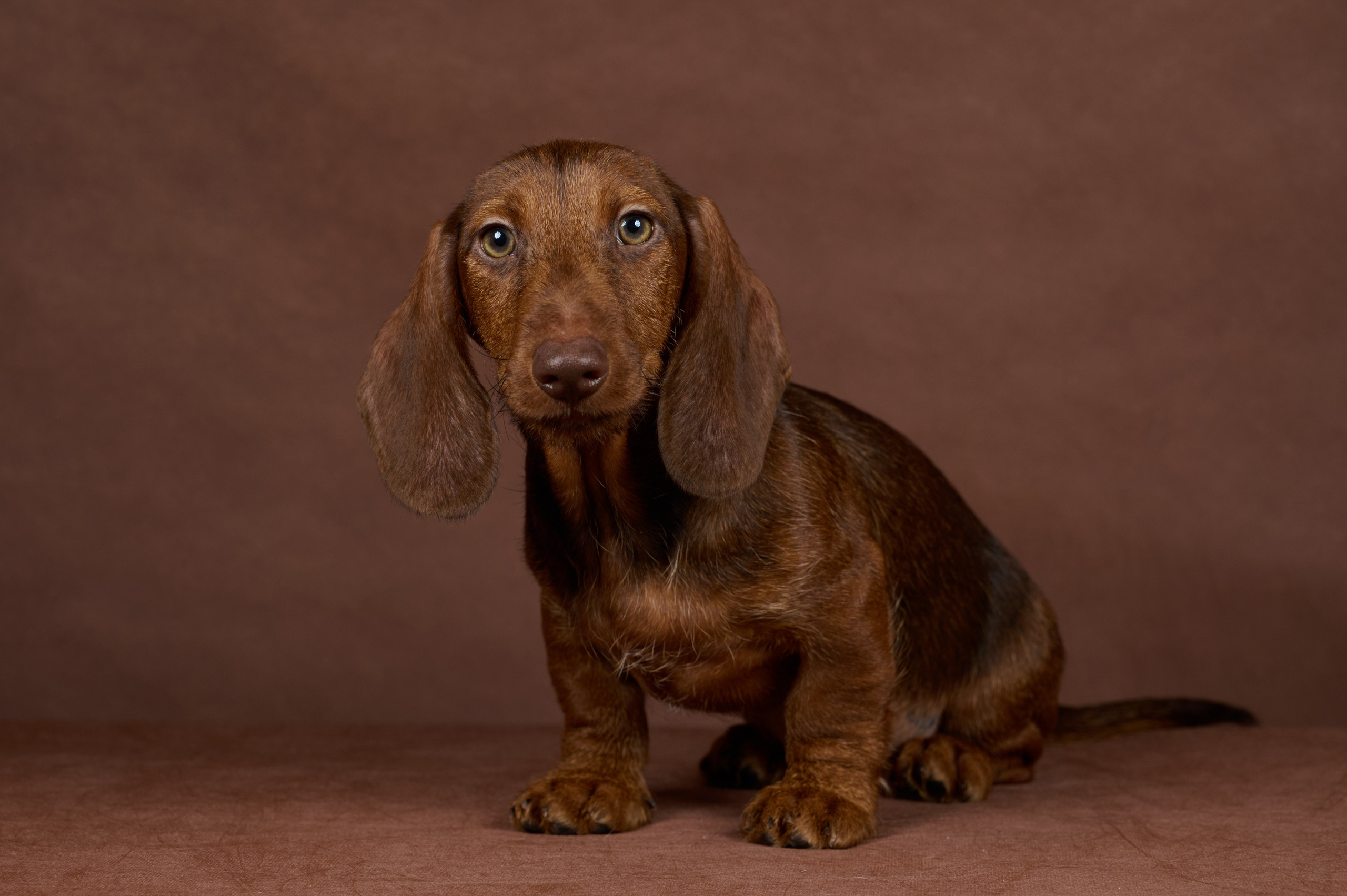Щенки в домашней студии. Фотограф анималист в Казани Алина Сулейманова. Фотограф животных