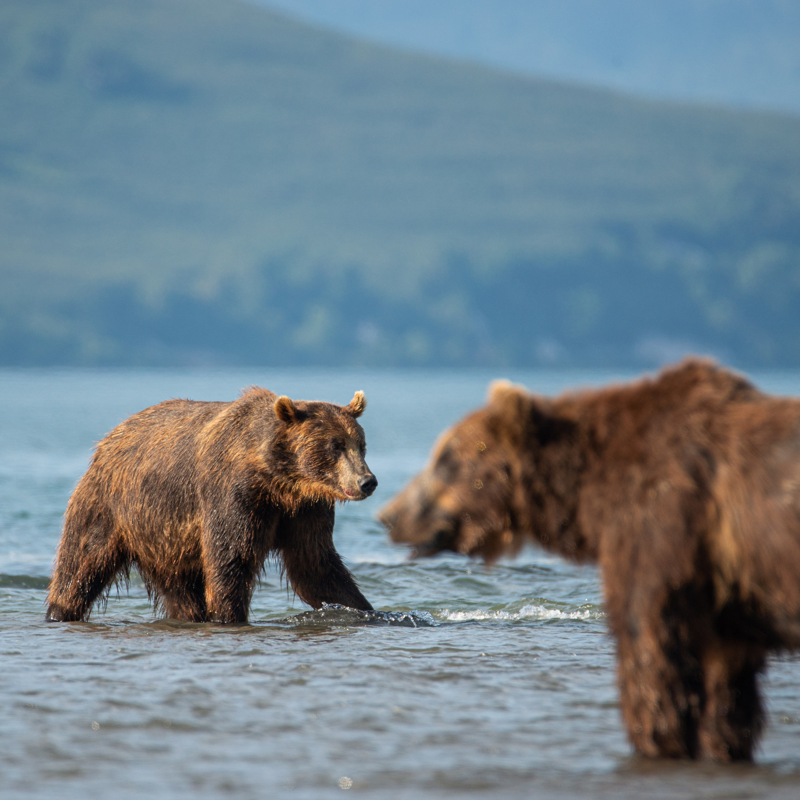 Камчатка — земля медведей. Игорь Иванко — Репортажный и событийный фотограф. Москва