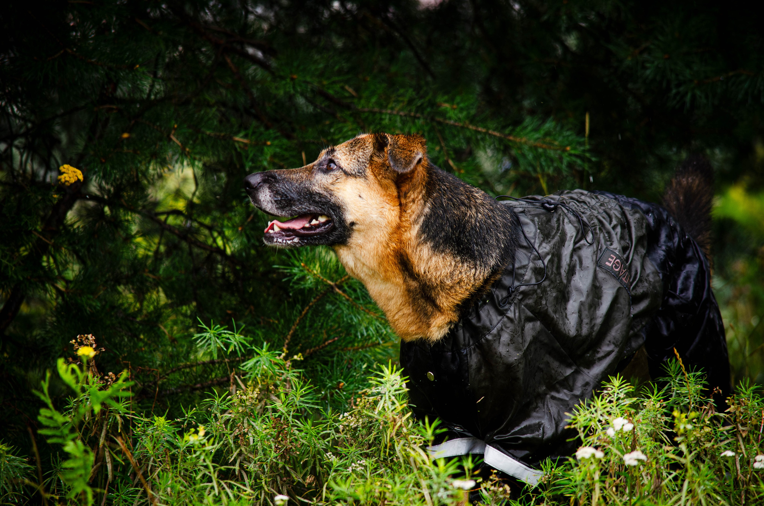 Арья и Оззи. Фотограф Светлана Блинова, Москва и Московская область