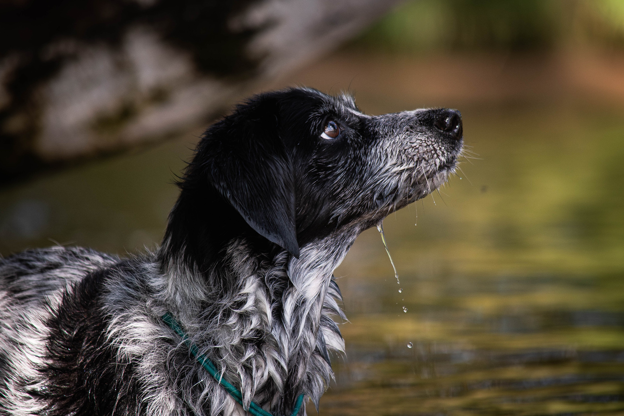Берта, Ангелина и Витя. Фотограф Светлана Блинова, Москва и Московская область