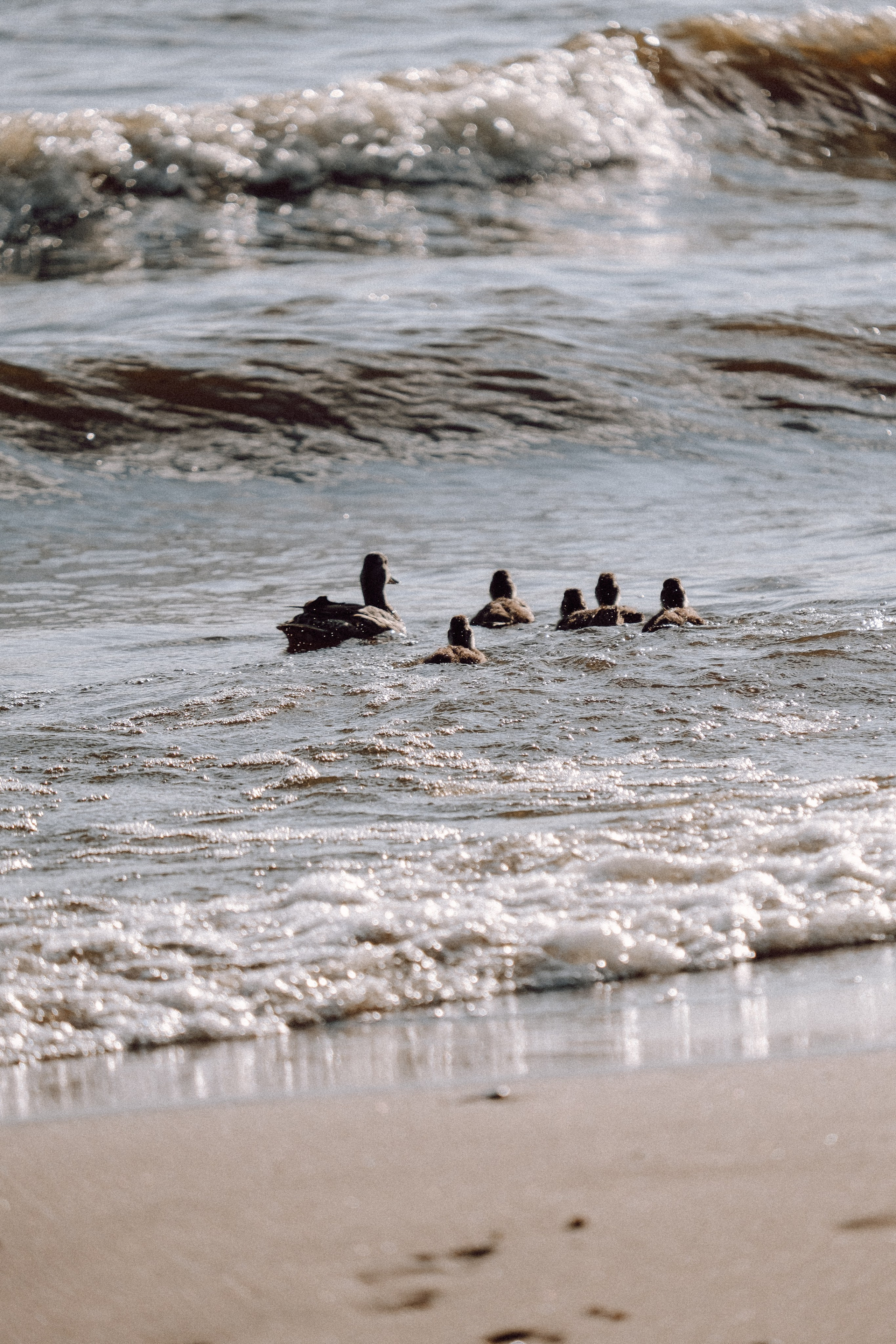 ПРОГУЛКА НА БЕРЕГУ ФИНСКОГО ЗАЛИВА. Профессиональный фотограф, Санкт-Петербург — Виктория Богомолова