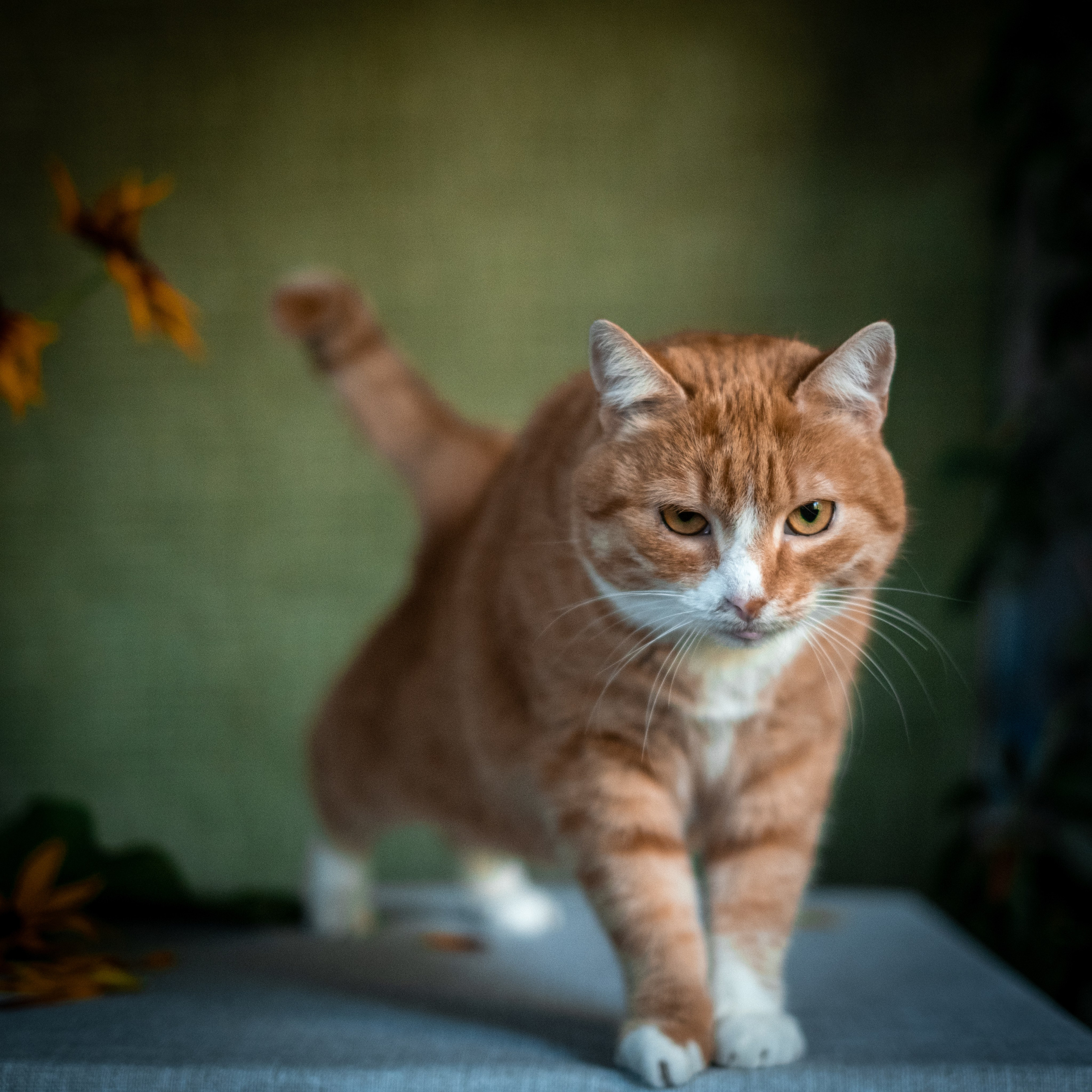 Нюша и Лучик для Антона!. Зоофотограф, фотограф животных в Москве и области Дина Дамоцева