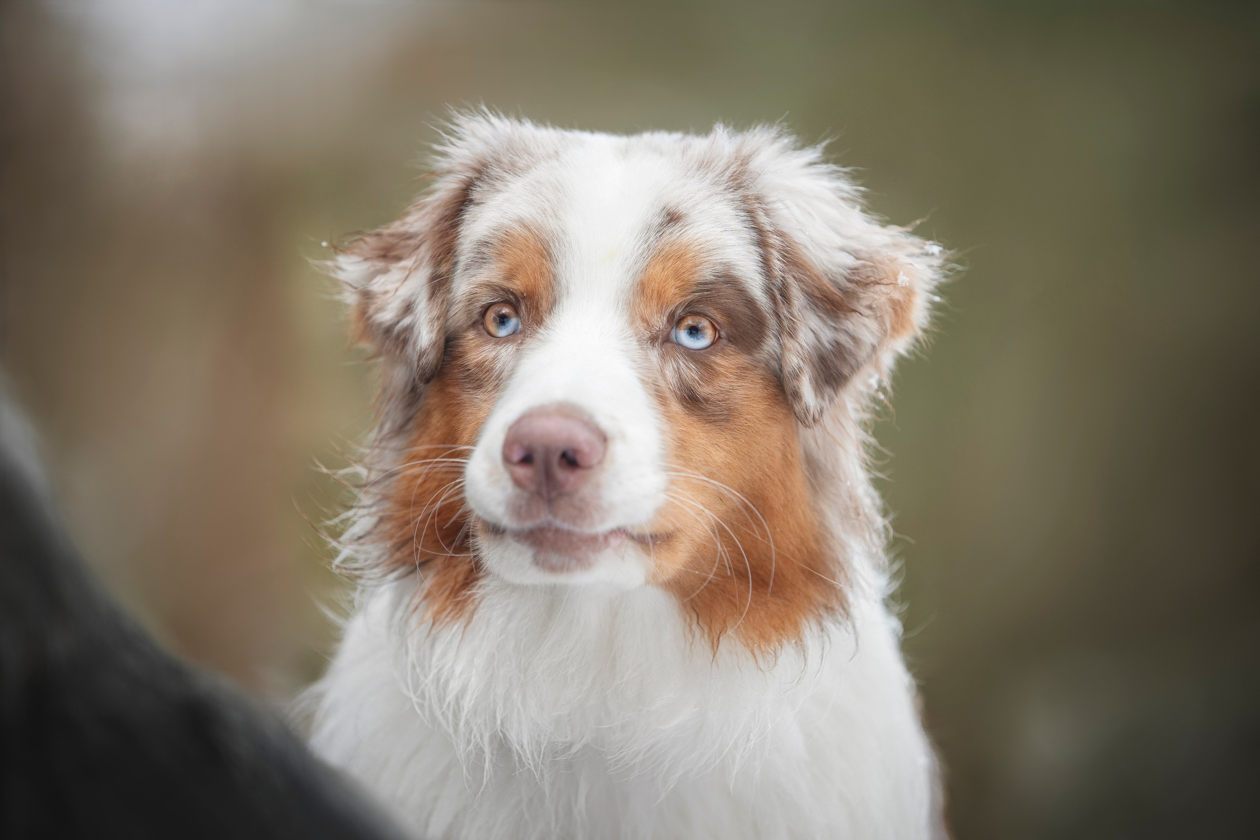 Дария, Макс, Сезам и Чили. Фотограф анималист в Москве Майорова Евгения