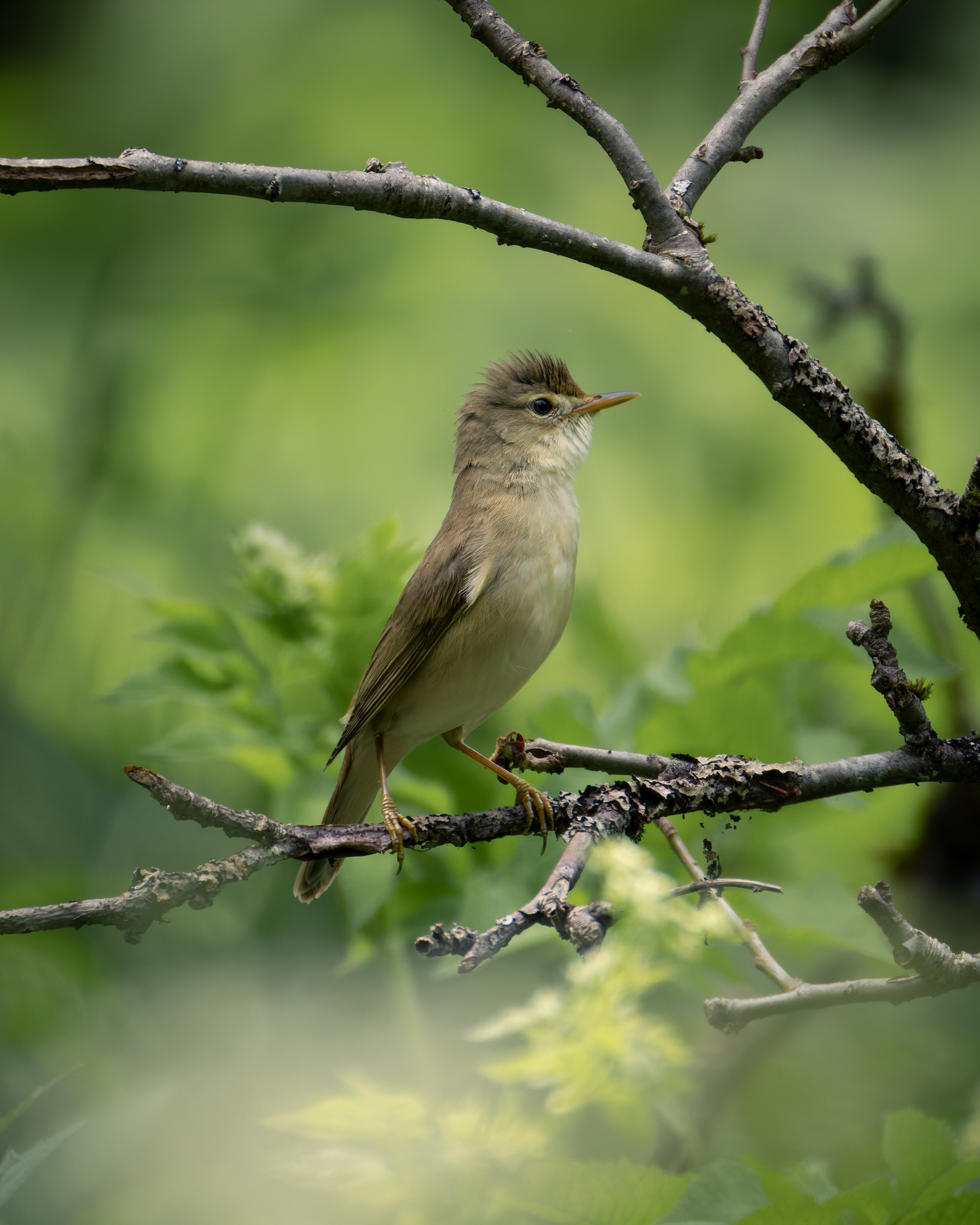 Smolensk 2025. Anton Chernov | Wildlife photographer