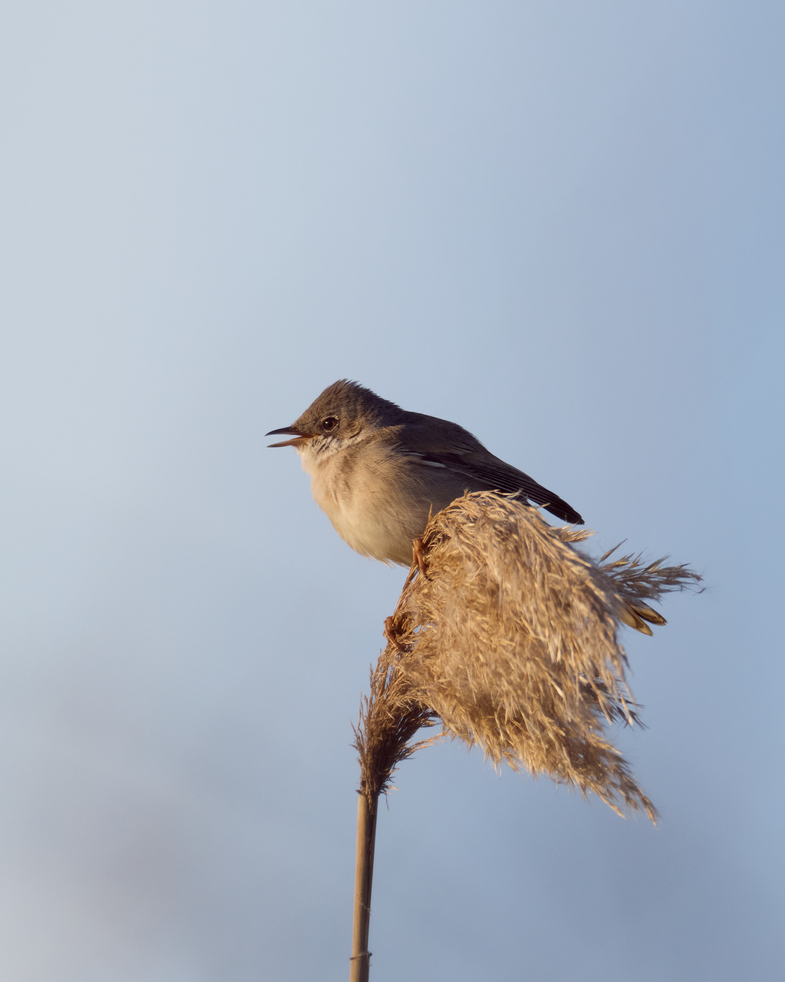 Voronezh 2026. Anton Chernov | Wildlife photographer