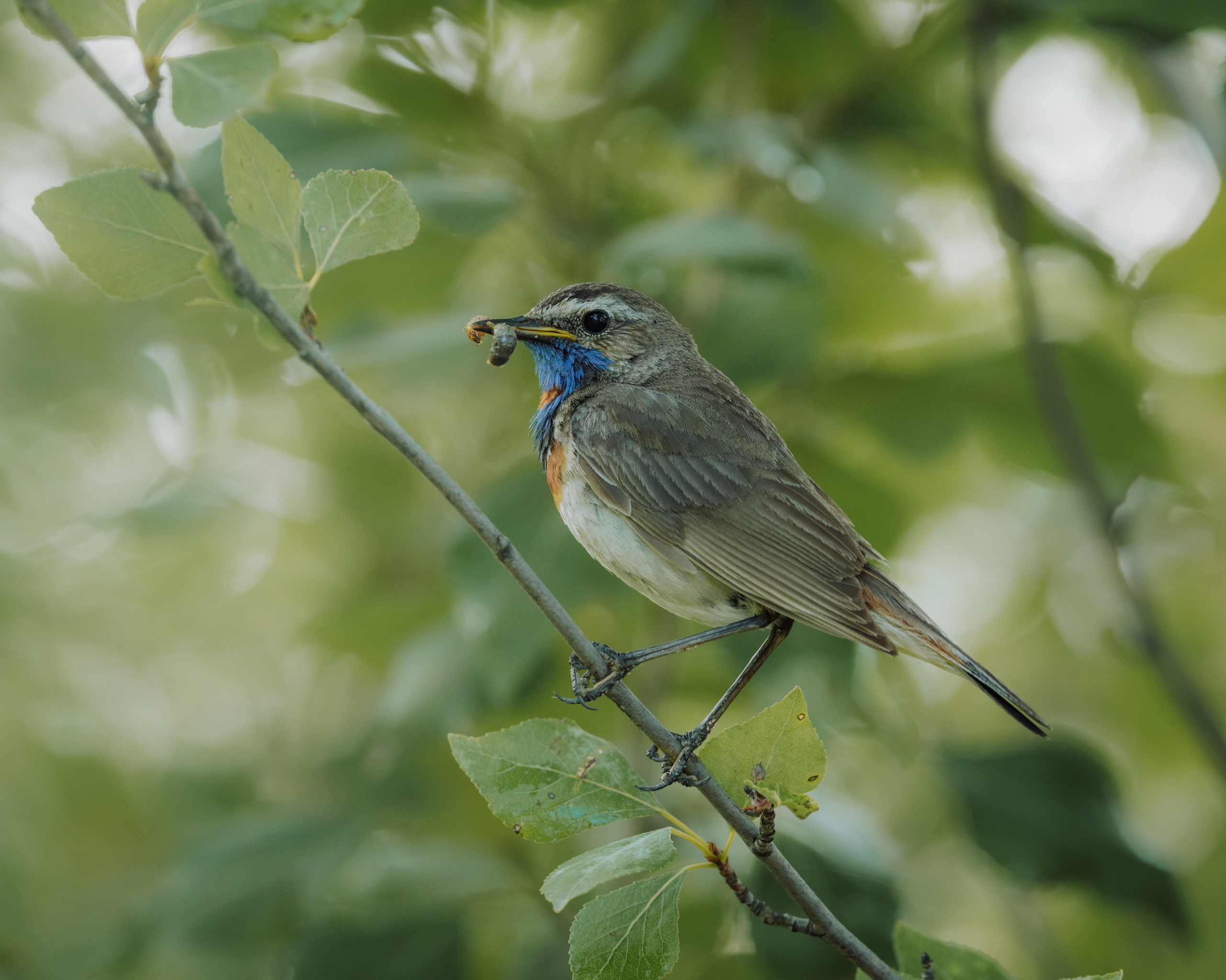 Voronezh 2026. Anton Chernov | Wildlife photographer