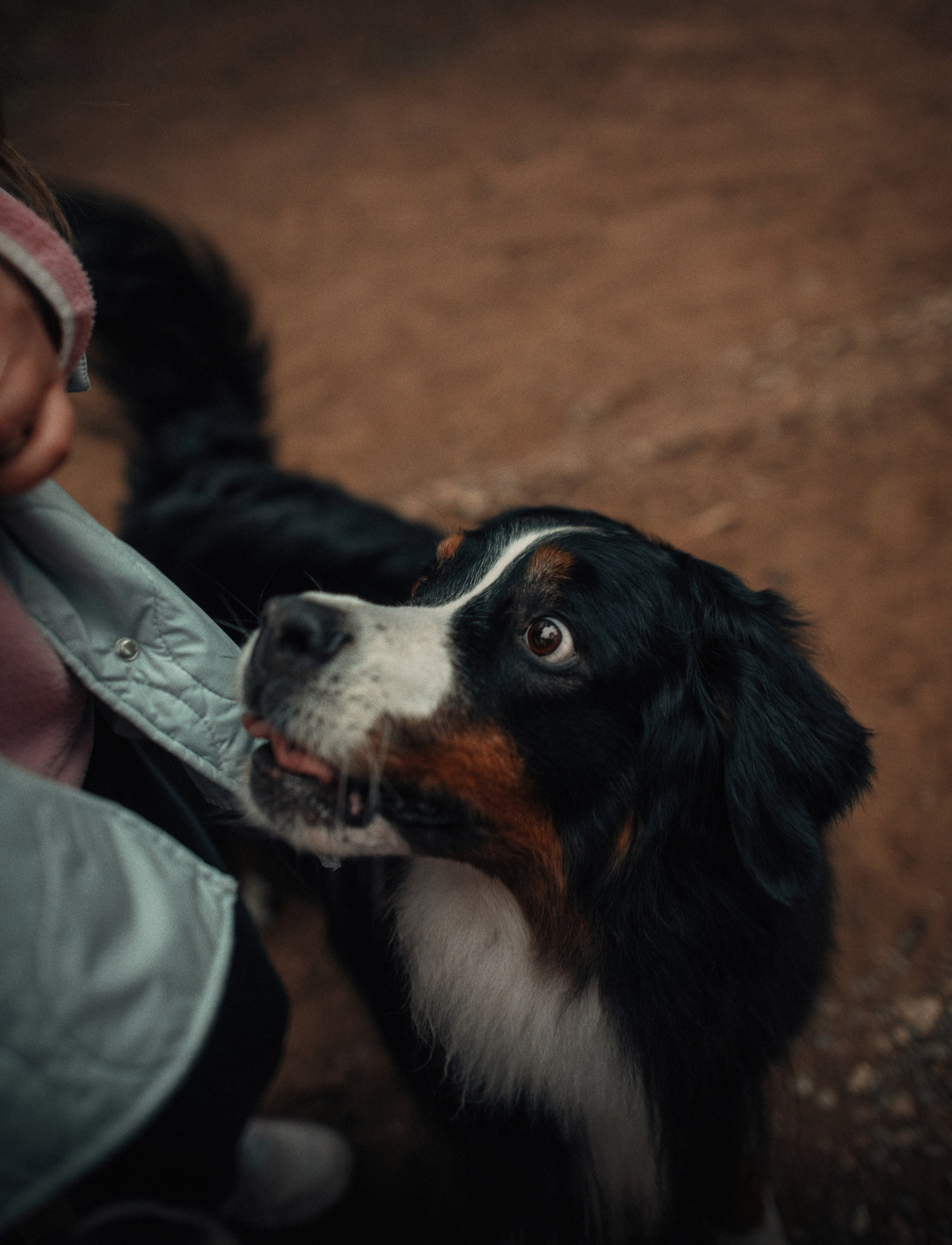 Прогулка: берн Пума, Фрэнк и Юля в Питере. Портфолио