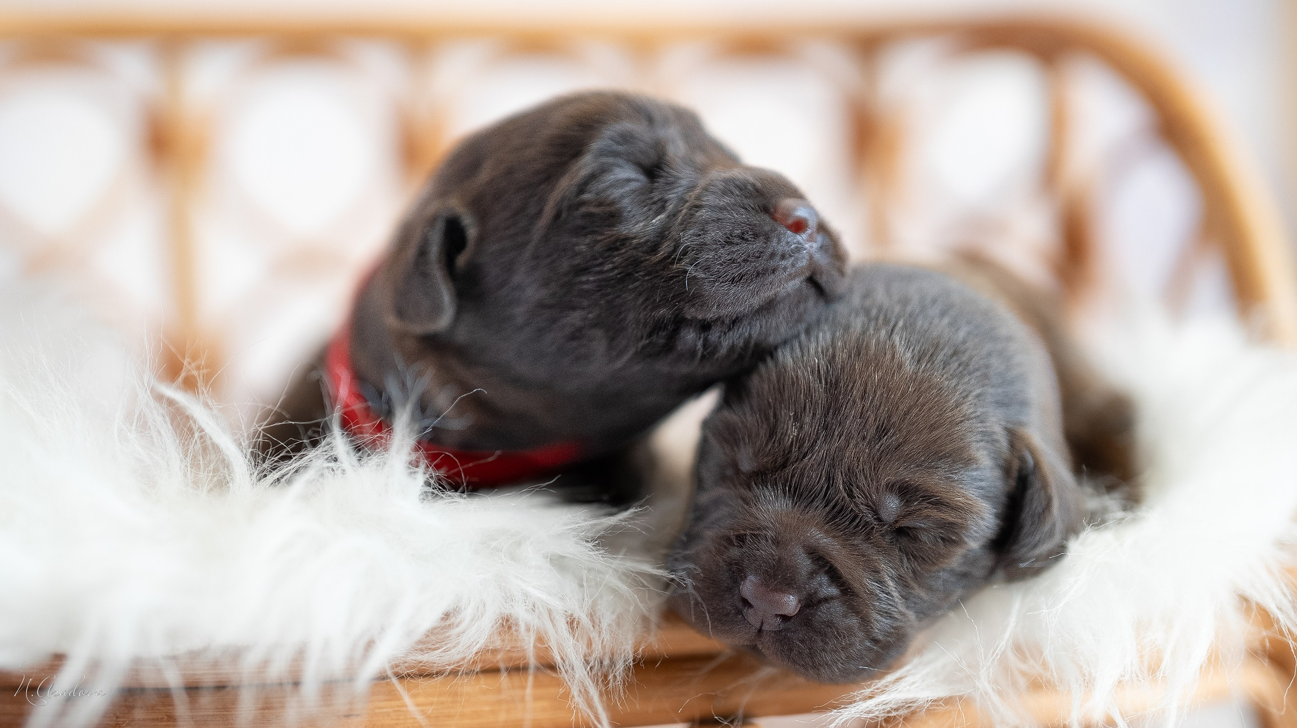 Новорожденные лабрадоры. Фотограф-анималист Асадова