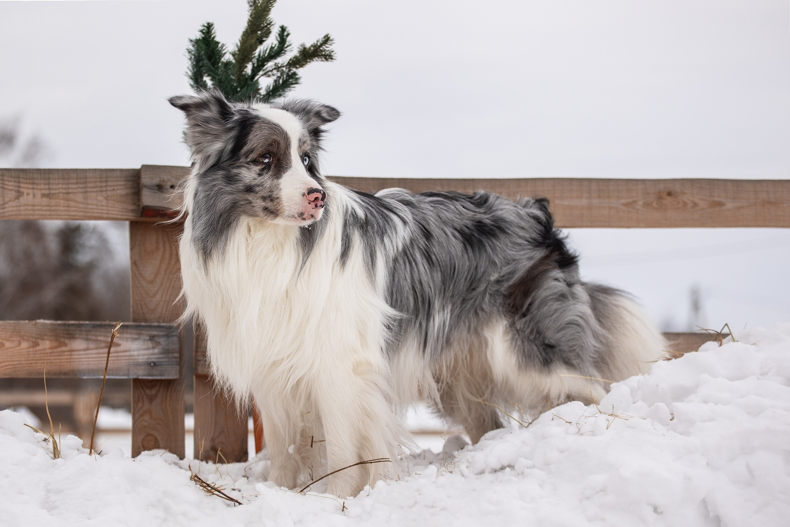 Ольга и Лаки. YULA KOLESOVA | Фотограф — Анималист | Художник | Тюмень