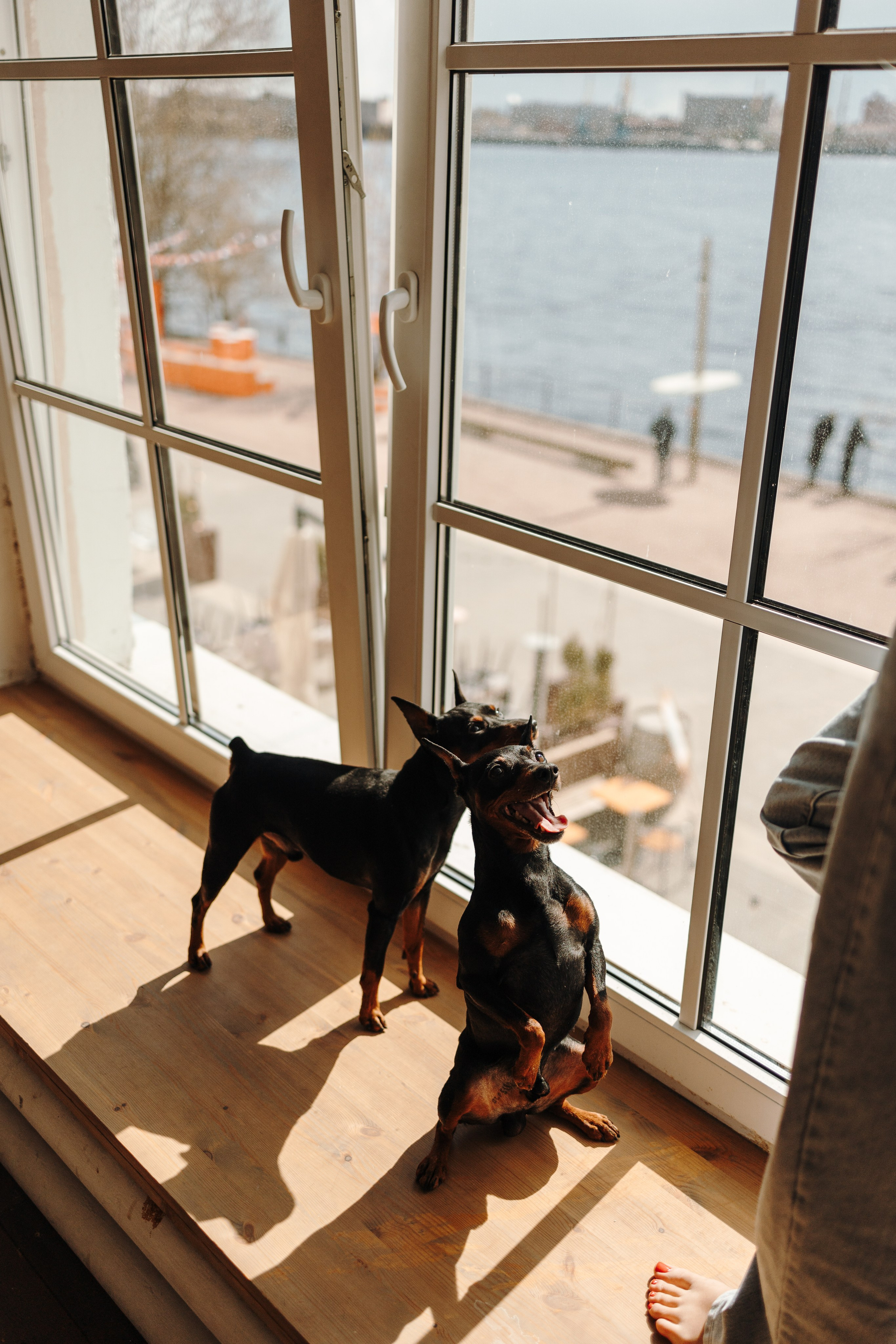 Катя и ее мальчики. Фотограф — Анималист | Санкт-Петербург