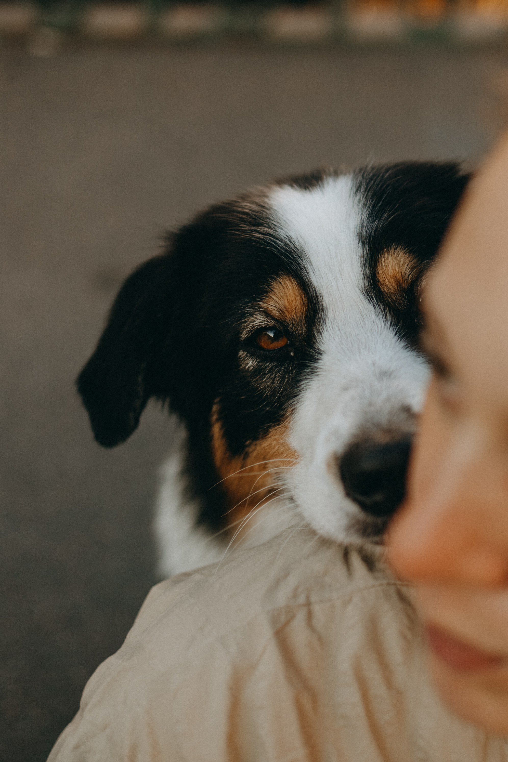 Катя и ее девочки. Фотограф — Анималист | Санкт-Петербург