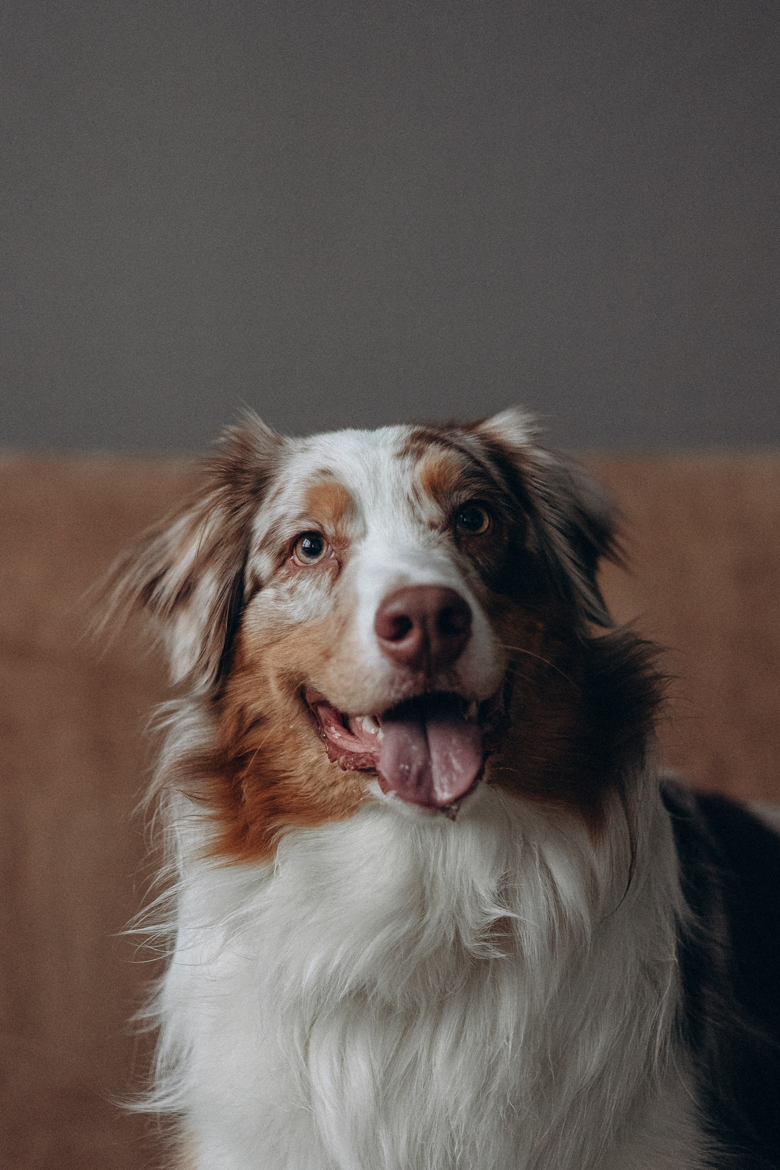 Катапульты. Фотораф — анималист Мария Шистка