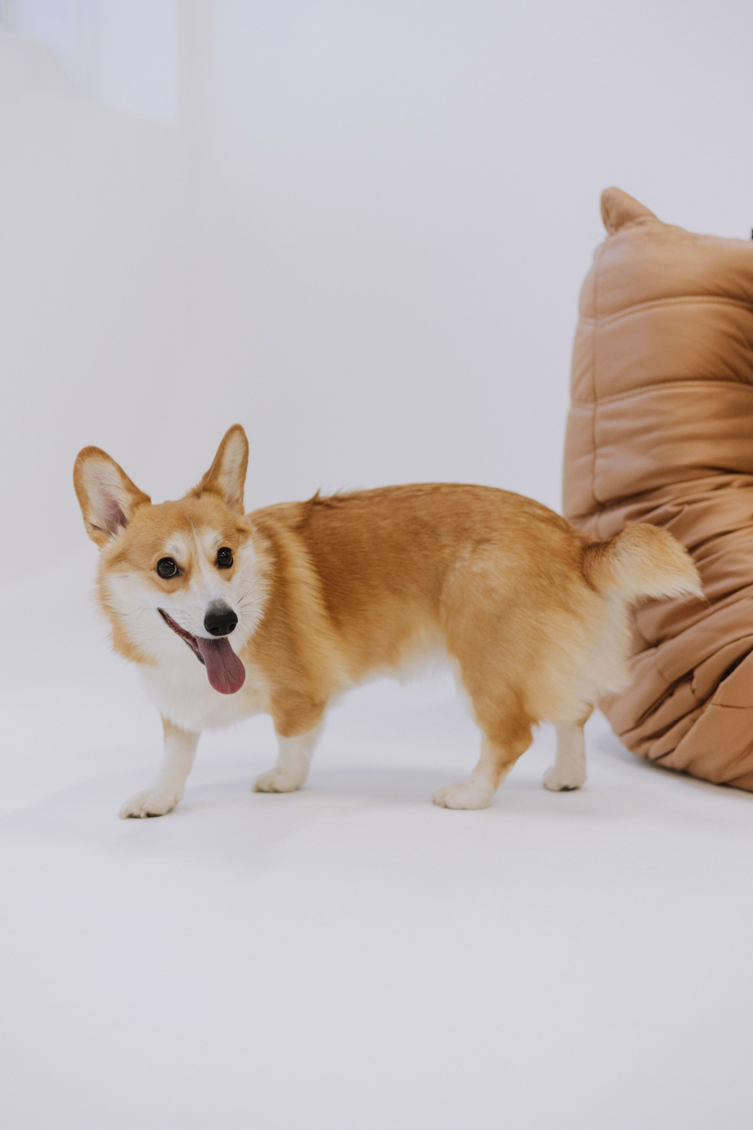 Настя и Мия. Фотограф-анималист Богданова Полина