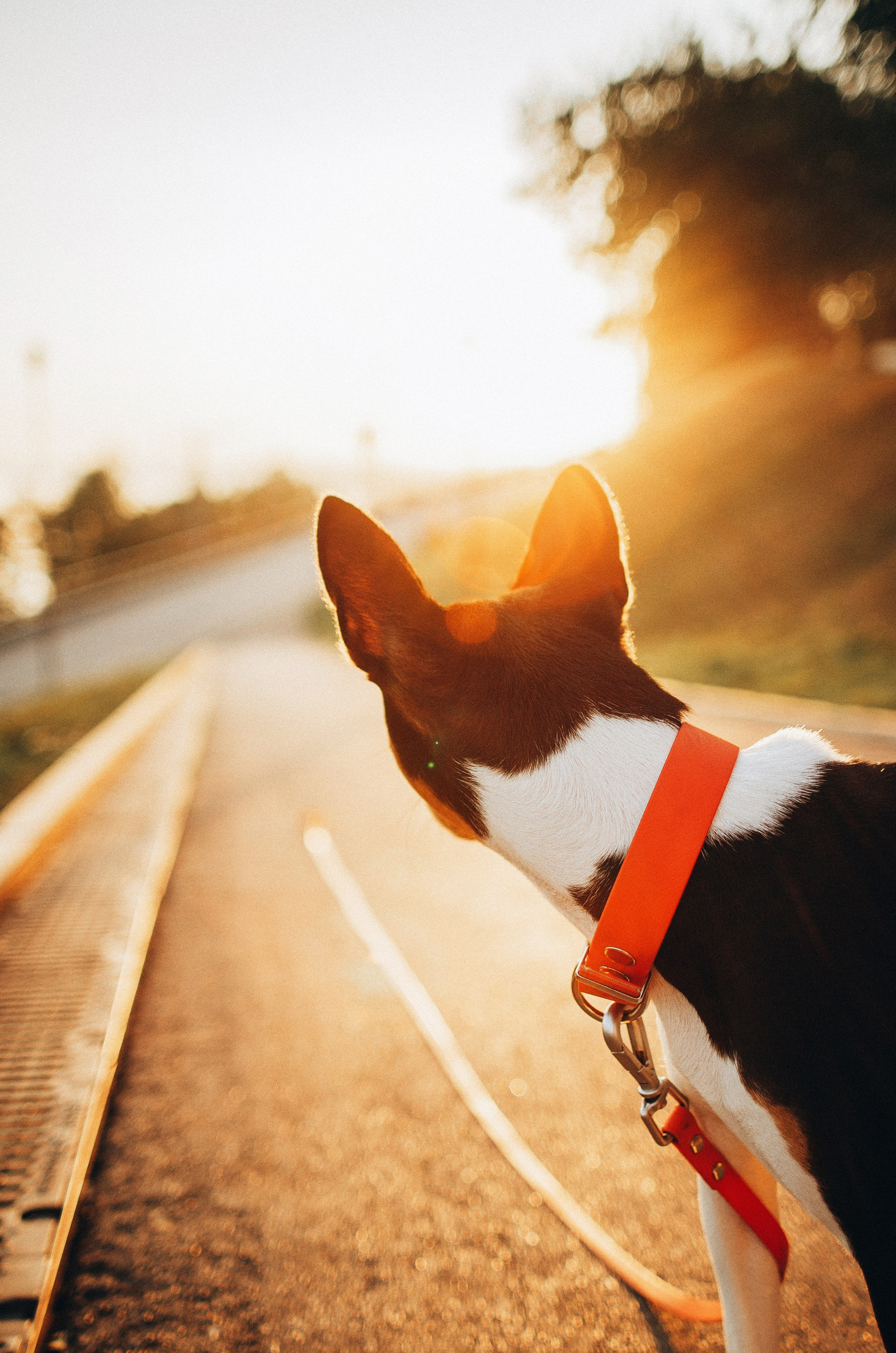 Лена, Никита и Эсма. Фотограф-анималист Богданова Полина