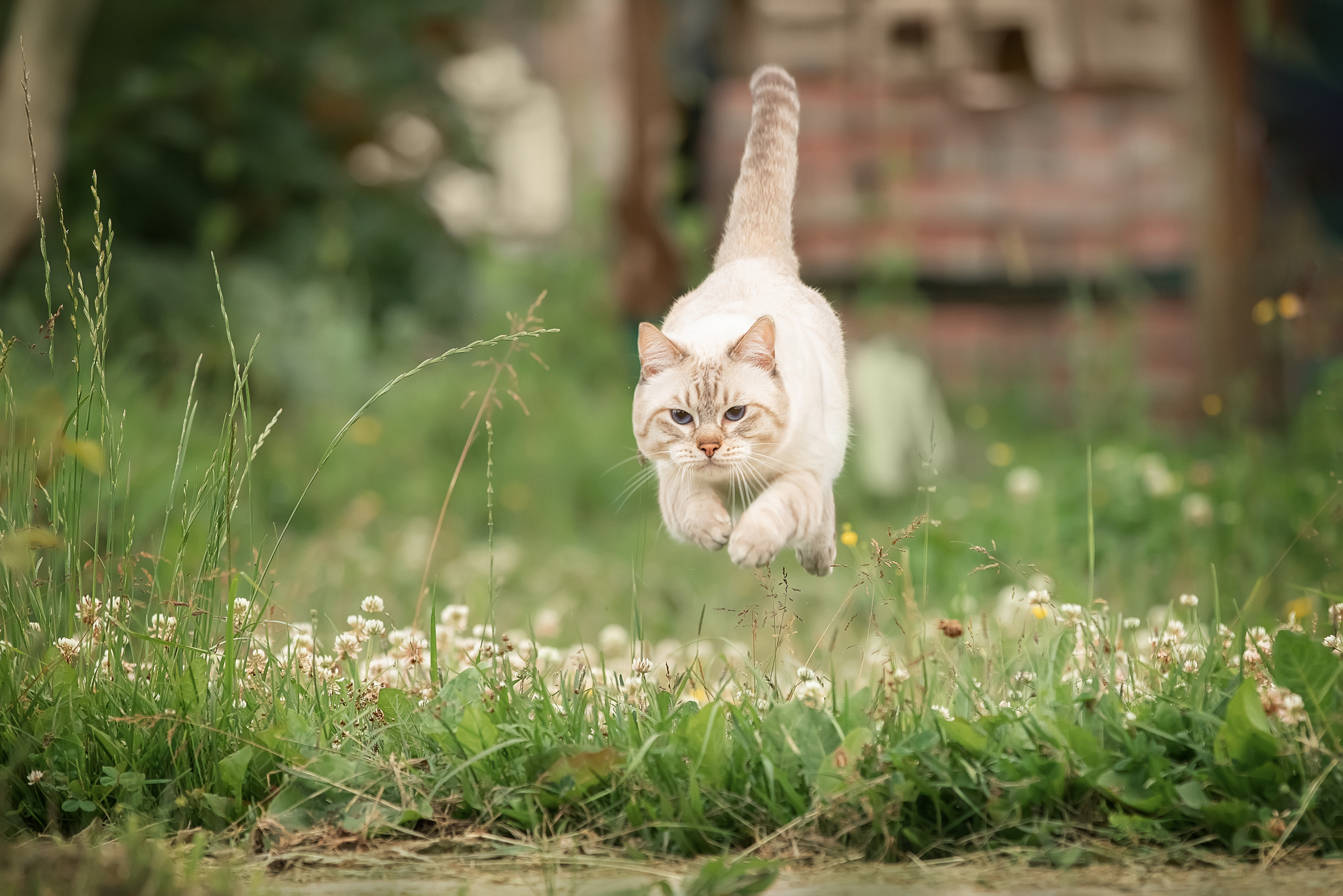 Питомник тайских кошек в Санкт-Петербурге Noyland