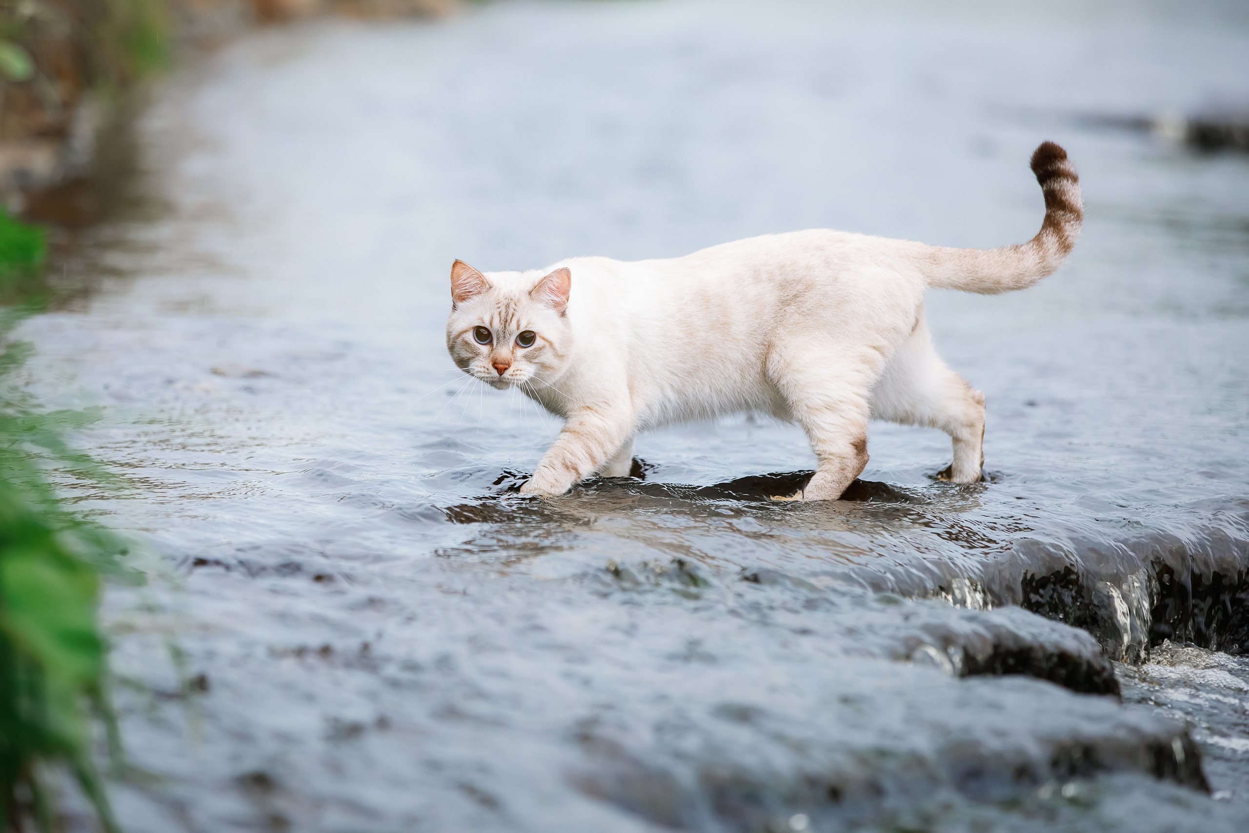 Питомник тайских кошек в Санкт-Петербурге Noyland