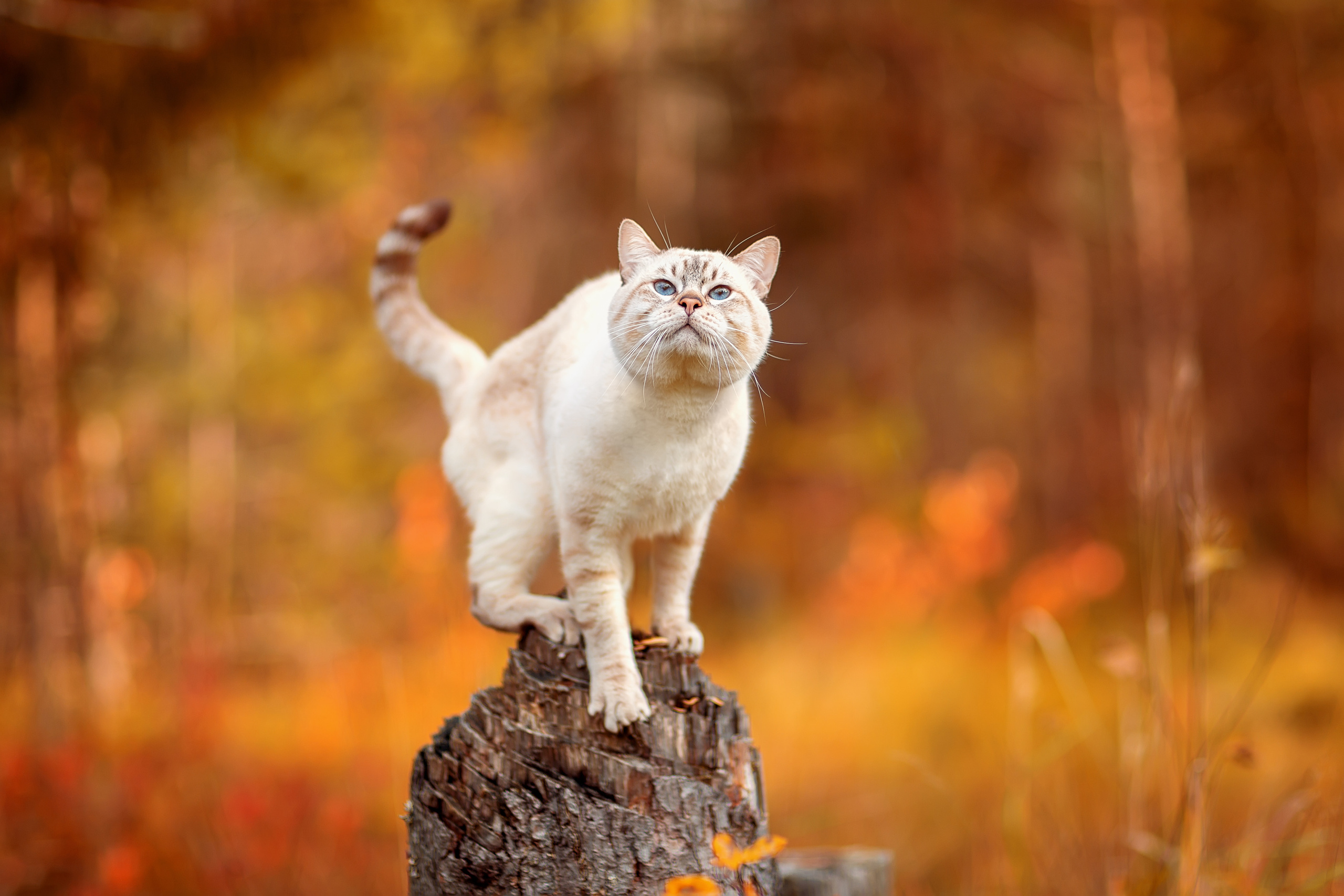 Питомник тайских кошек в Санкт-Петербурге Noyland