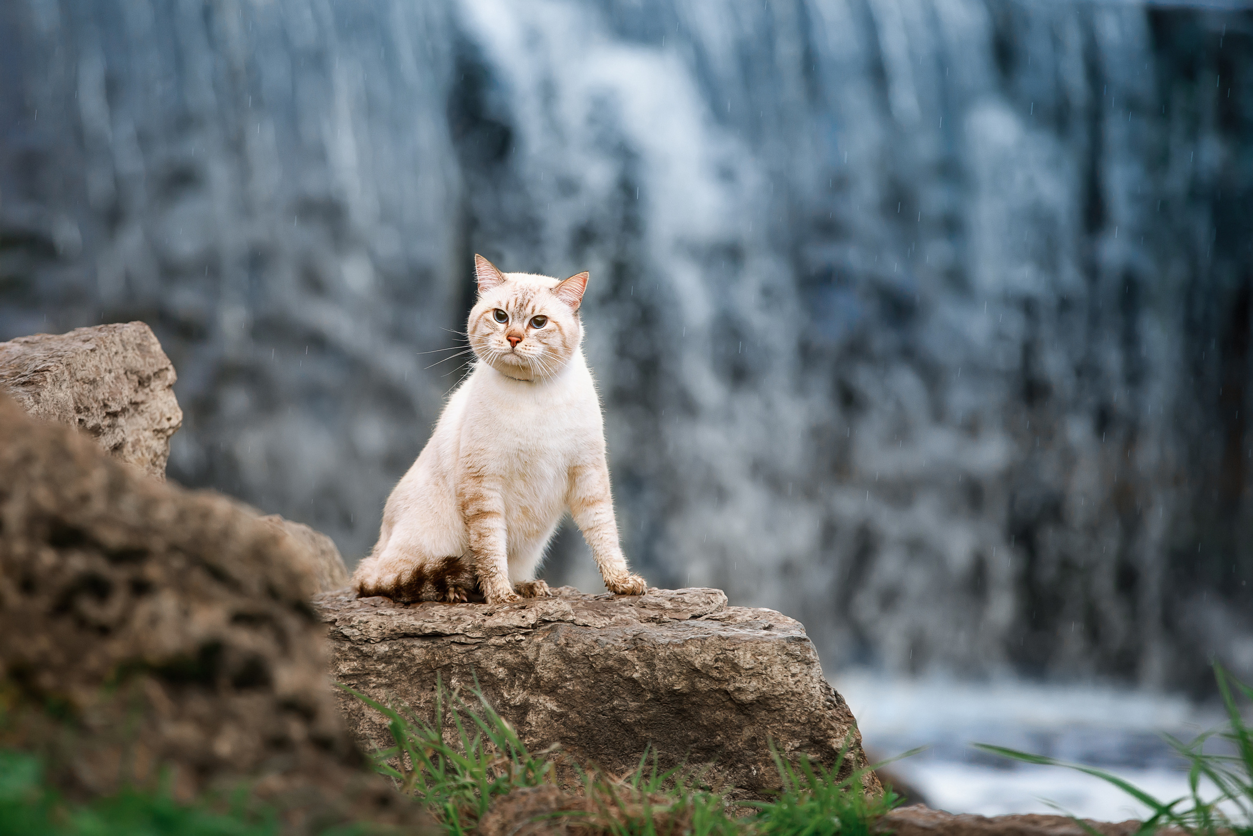 Питомник тайских кошек в Санкт-Петербурге Noyland