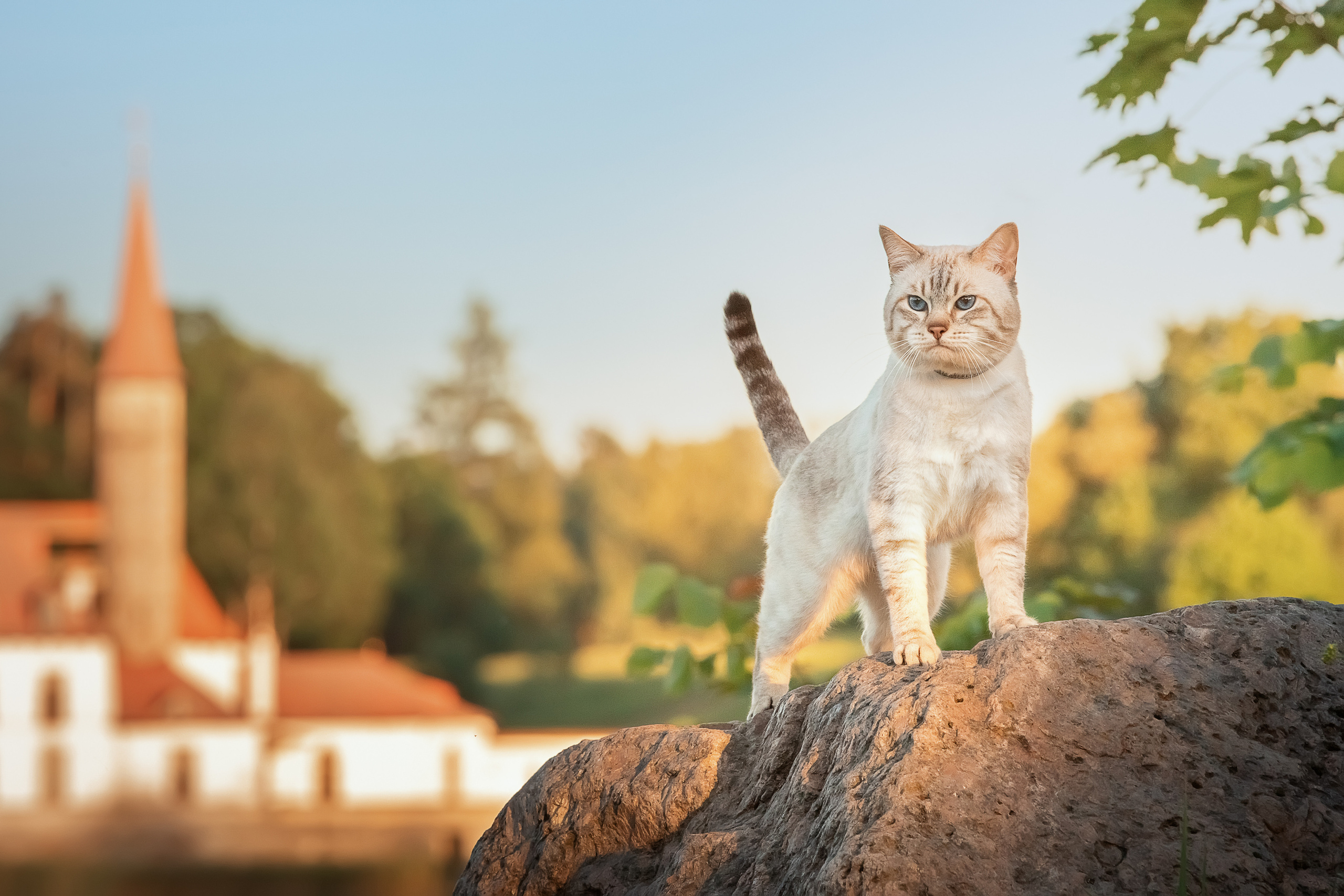 Питомник тайских кошек в Санкт-Петербурге Noyland