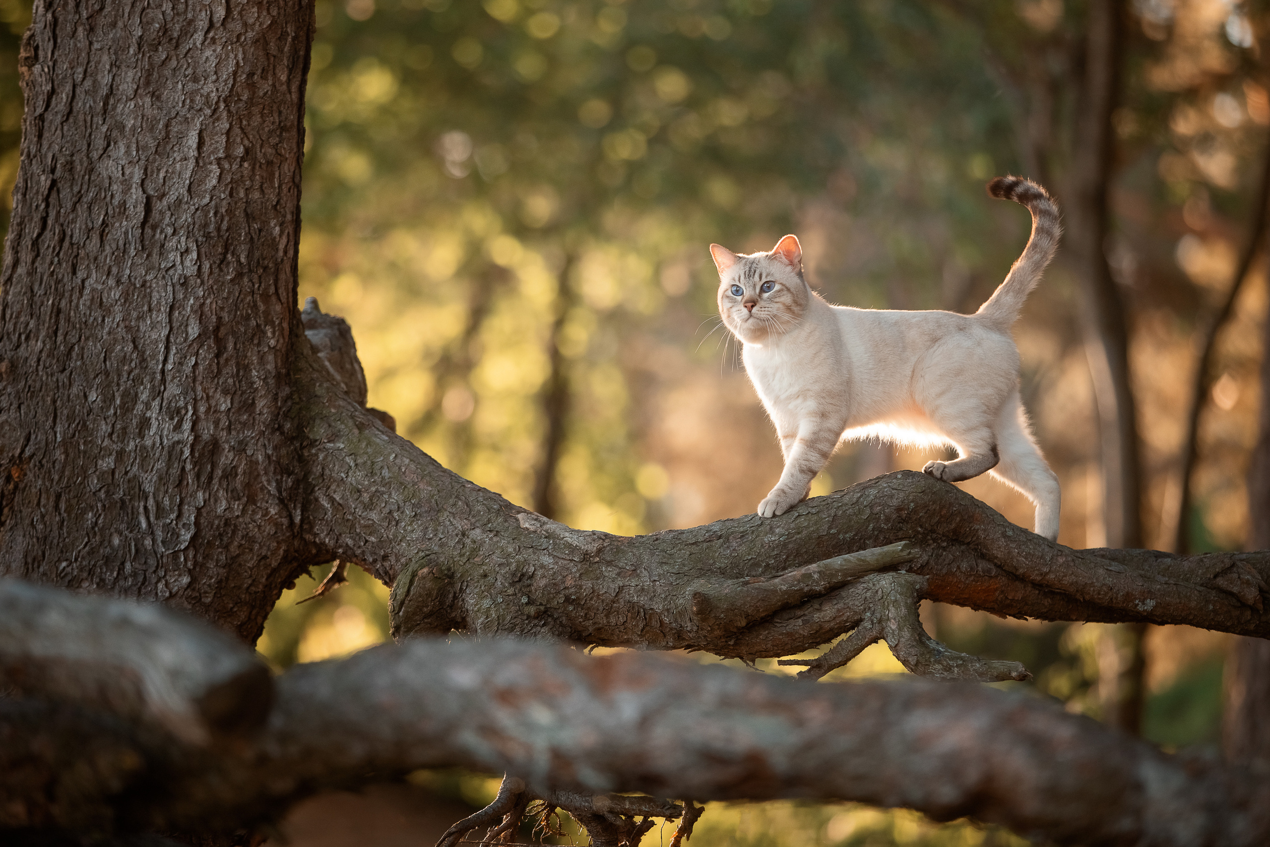 Питомник тайских кошек в Санкт-Петербурге Noyland
