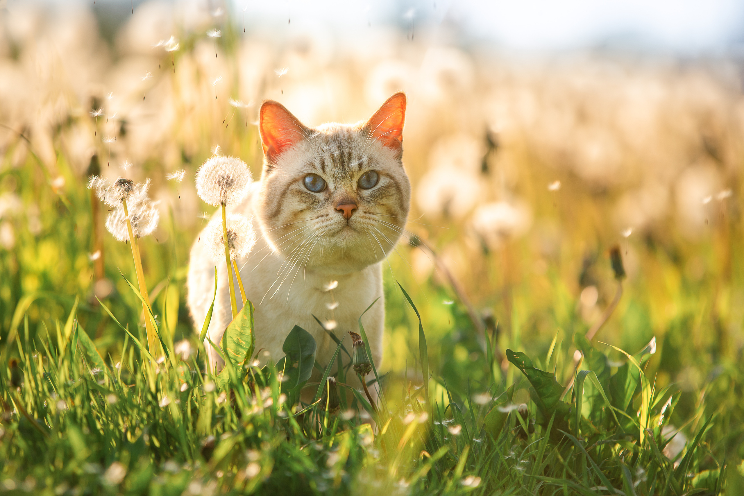 Питомник тайских кошек в Санкт-Петербурге Noyland