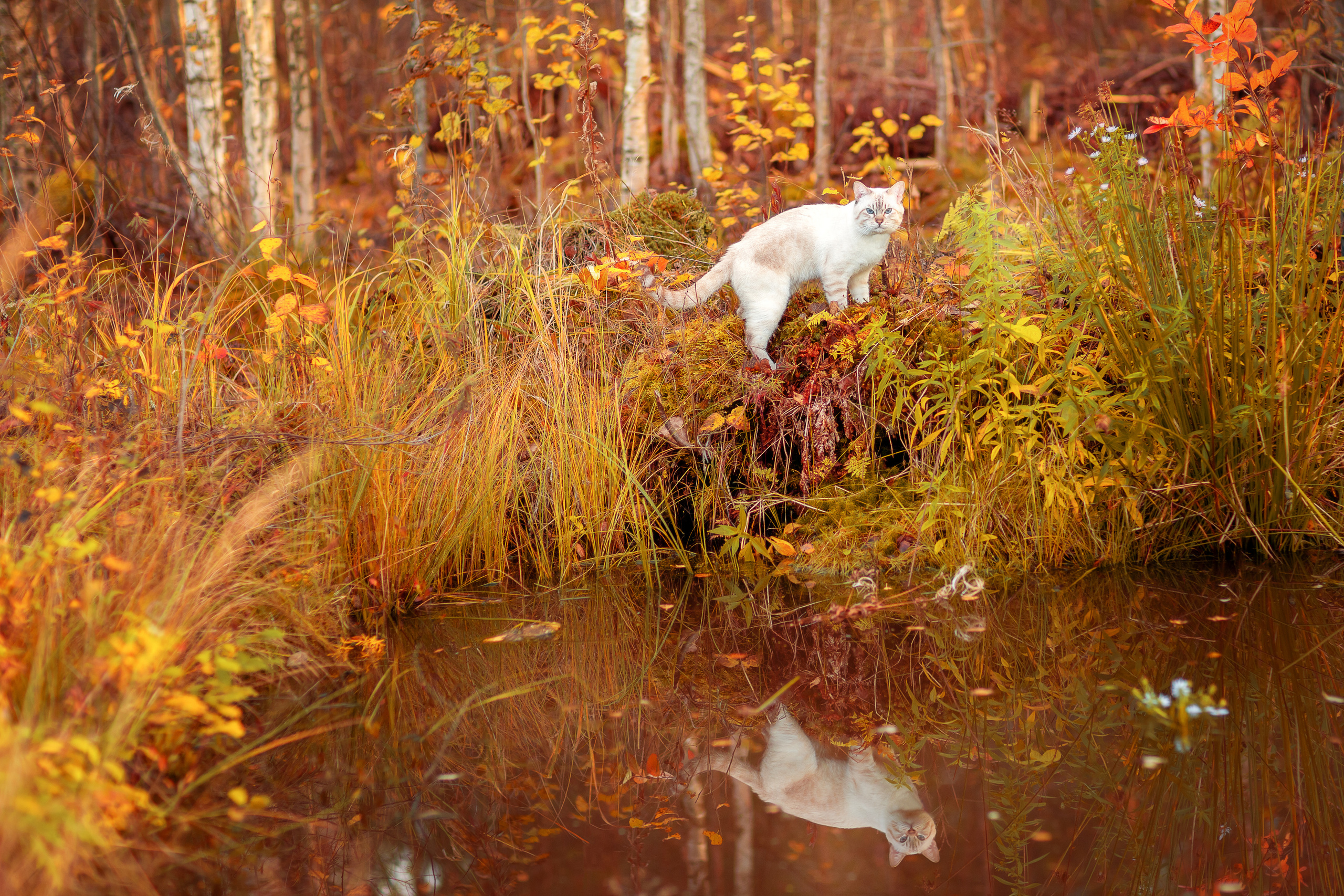 Питомник тайских кошек в Санкт-Петербурге Noyland