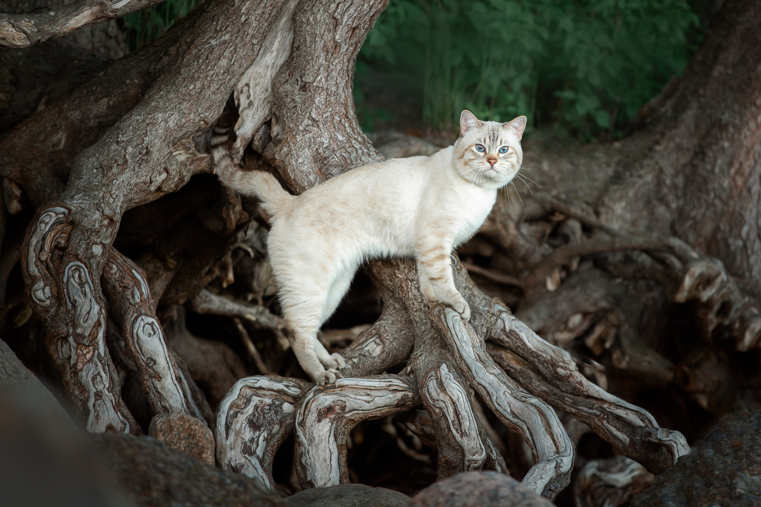 Питомник тайских кошек в Санкт-Петербурге Noyland
