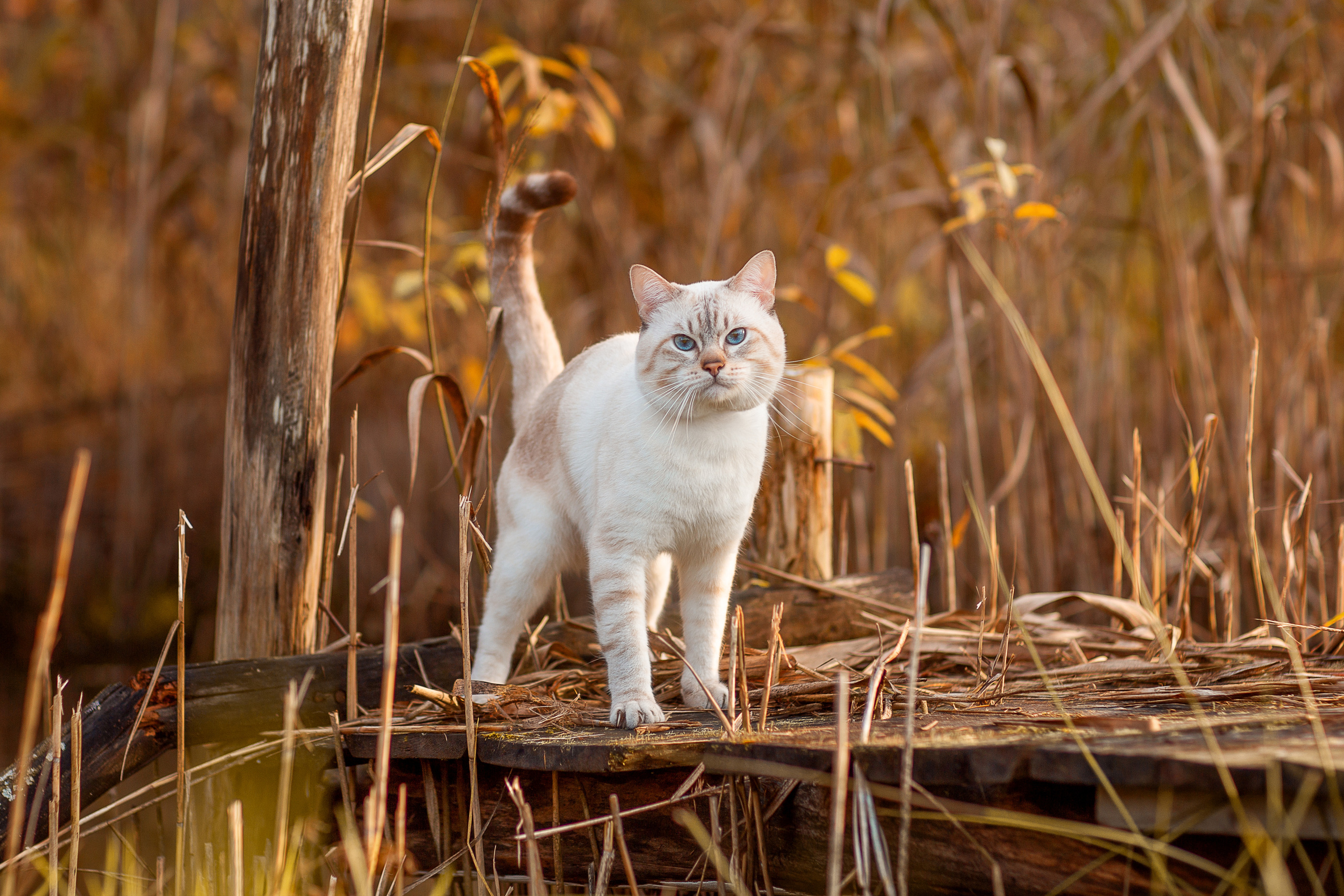 Питомник тайских кошек в Санкт-Петербурге Noyland