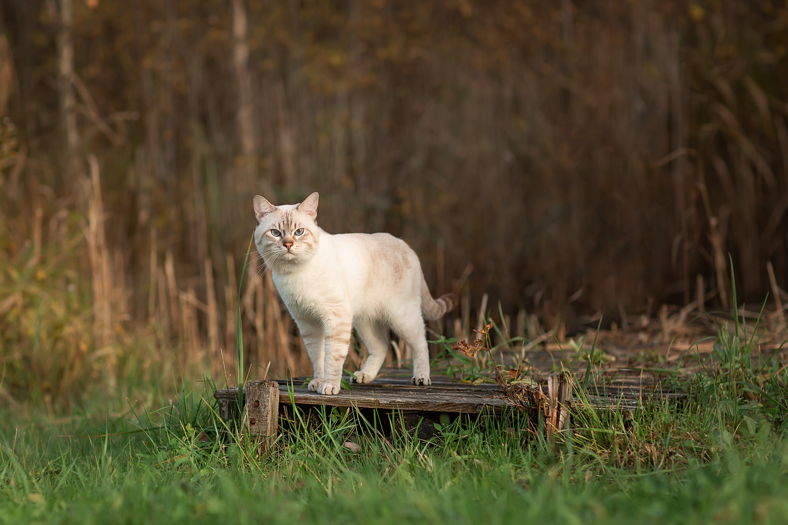 Питомник тайских кошек в Санкт-Петербурге Noyland