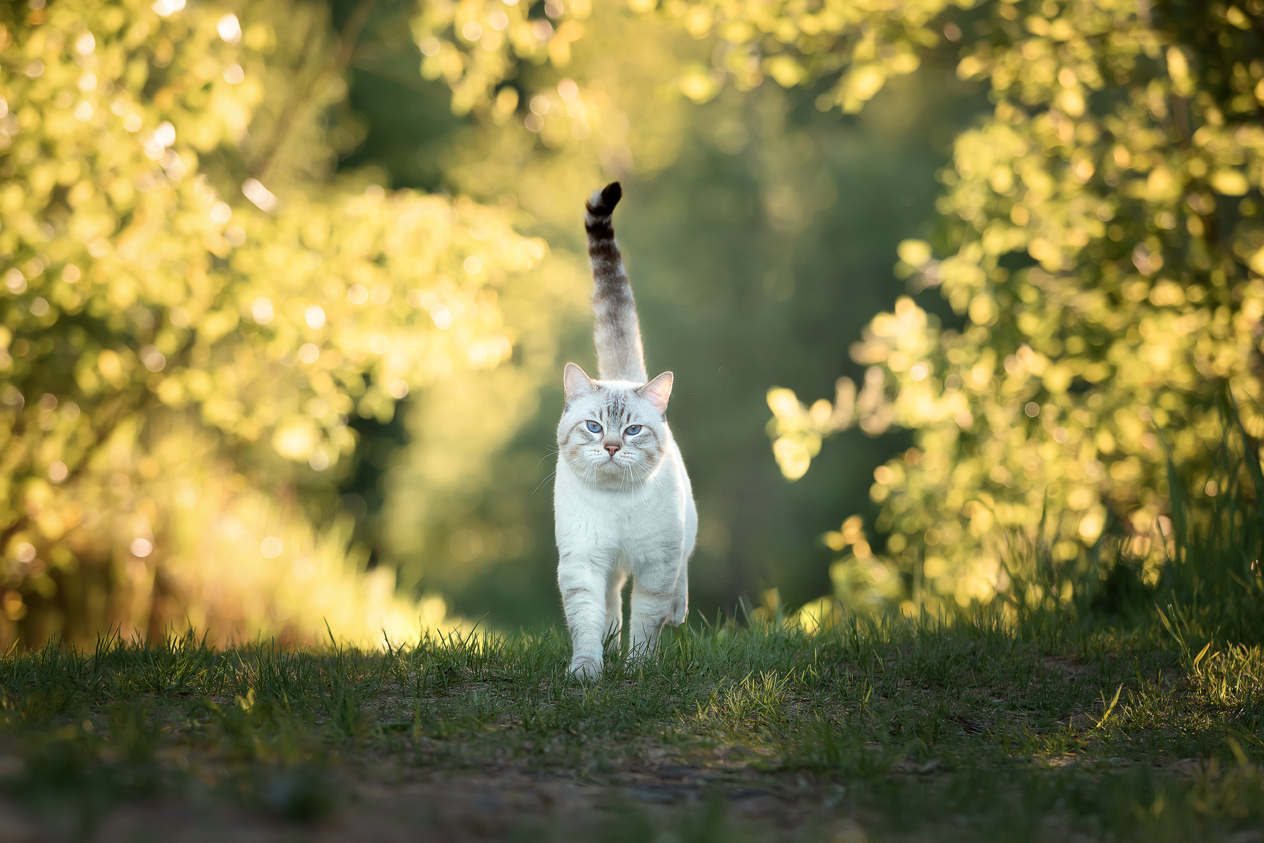 Питомник тайских кошек в Санкт-Петербурге Noyland