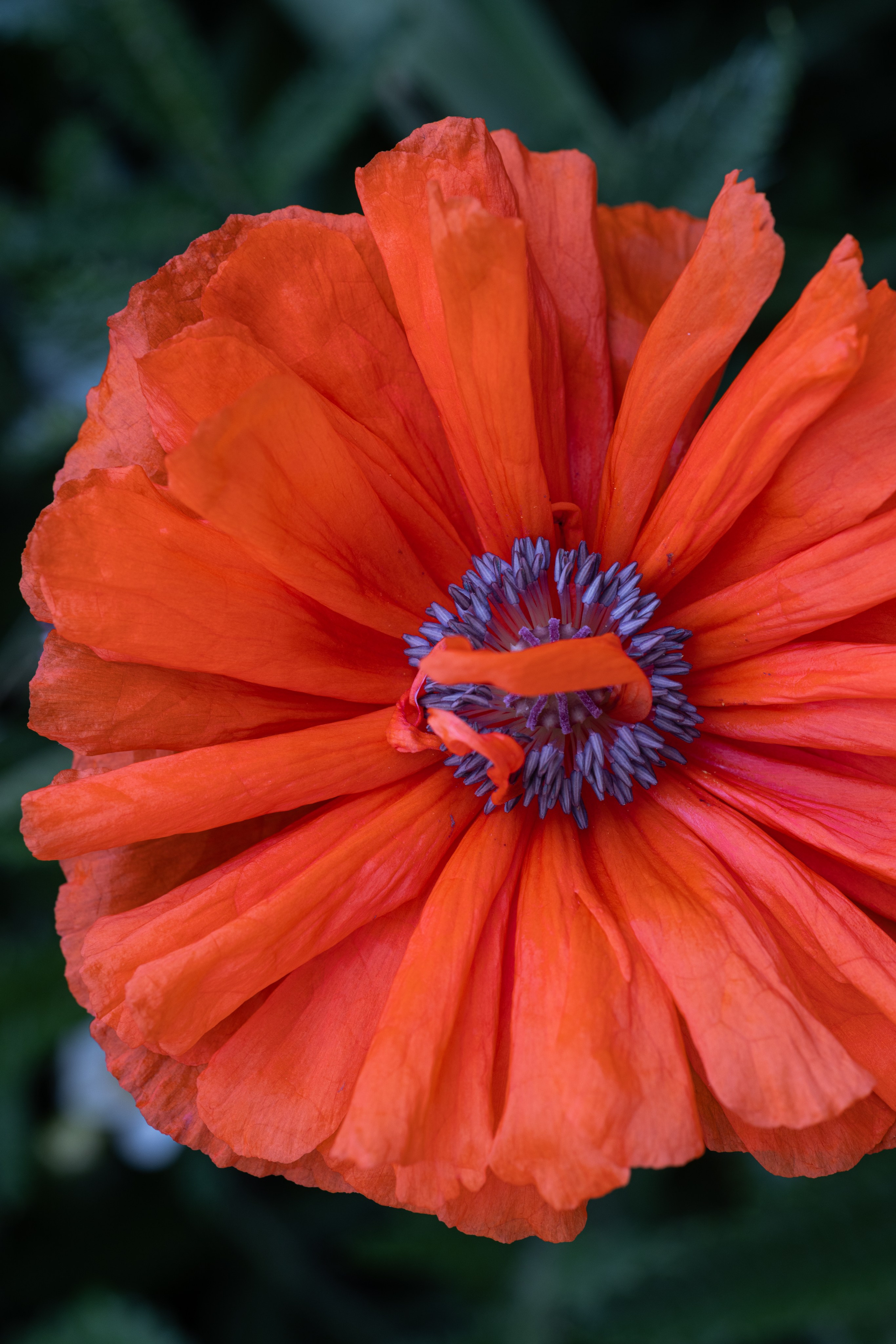 Macro. Фотограф на Юге России