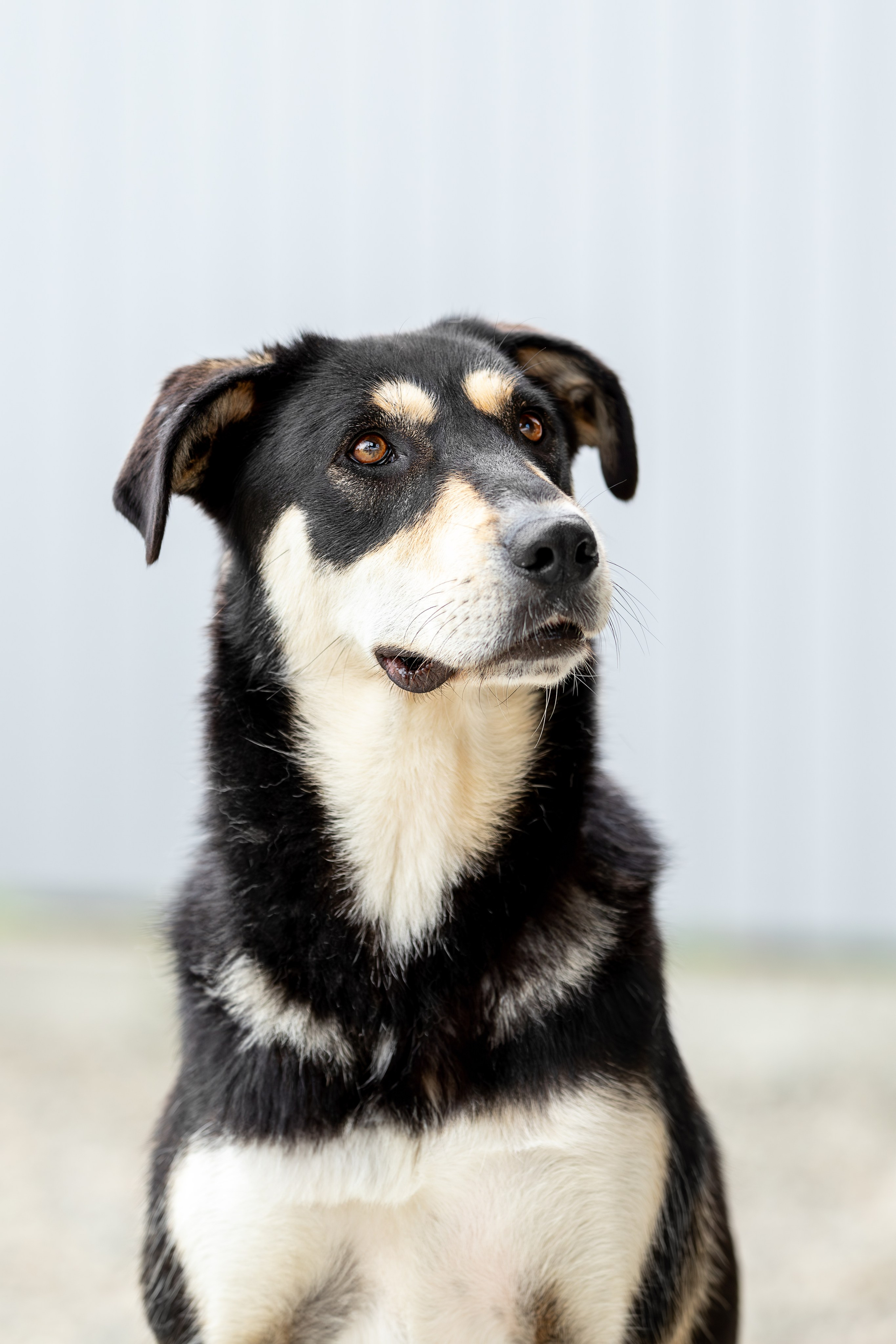 Мини-приют «Возрождение». Ирина Голомб|Фотограф-анималист в  Сочи и Калининграде