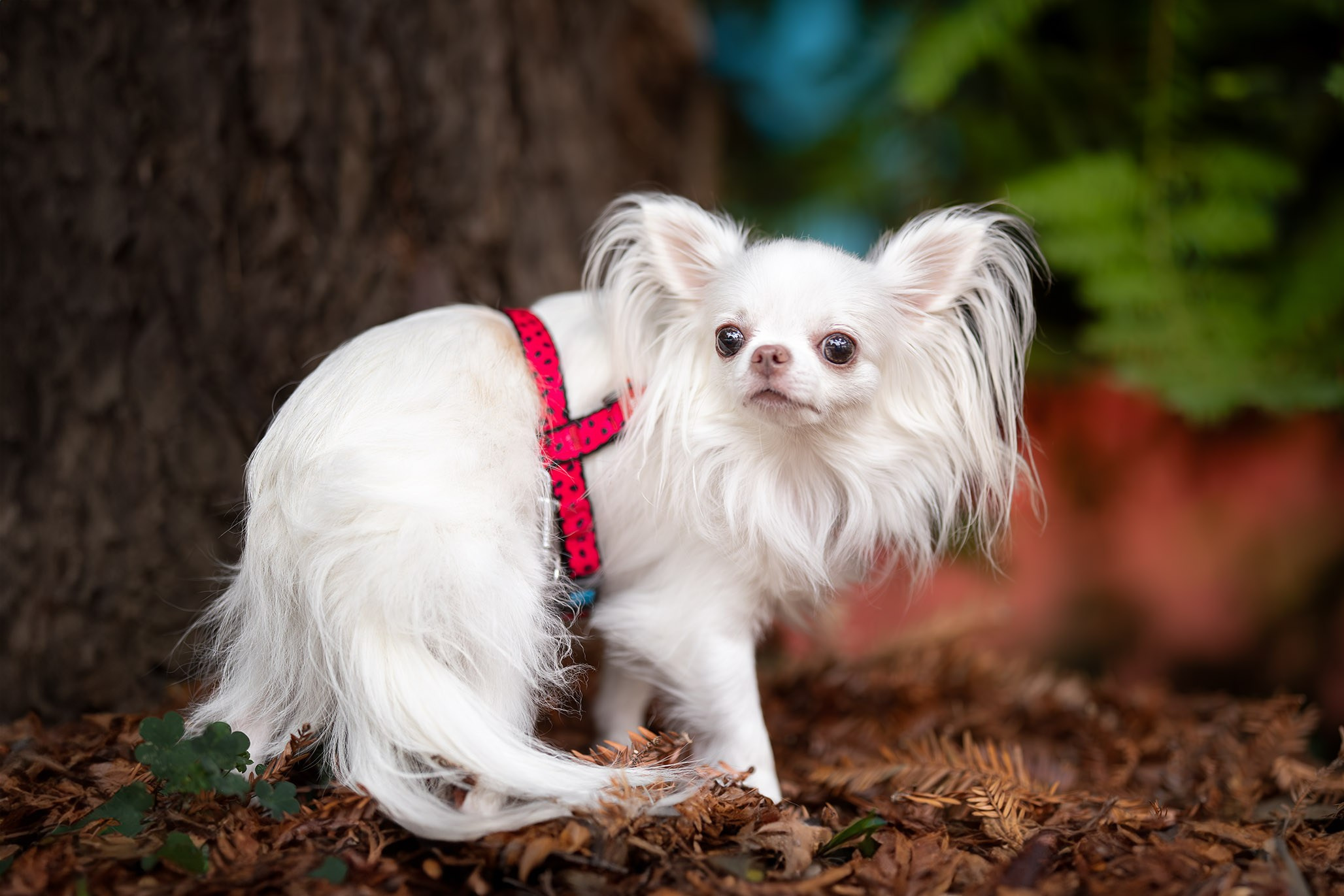 Джесси, Чихуахуа и ее подружка. Ирина Голомб|Фотограф-анималист в  Сочи и Калининграде