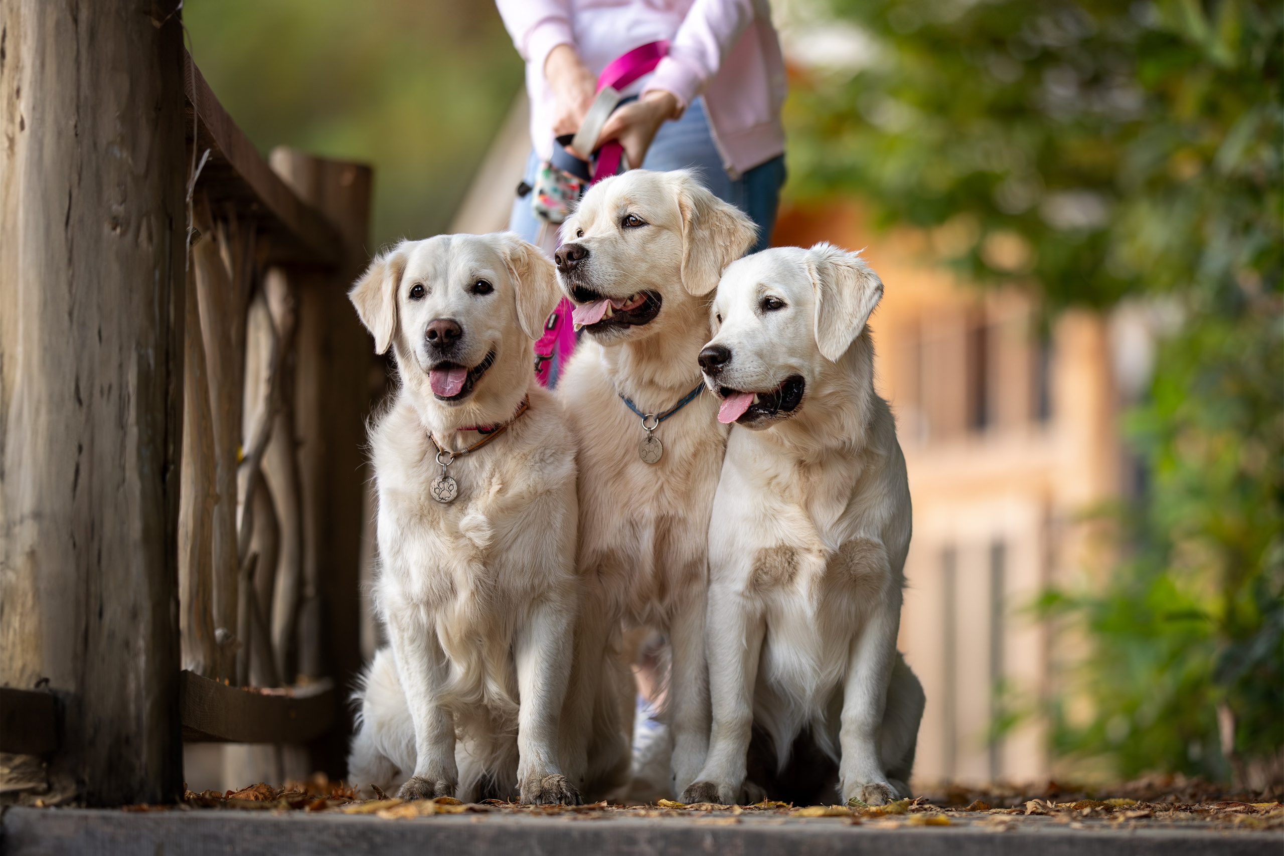 Асти, Делфи и Фреска, Голден Ретриверы. Ирина Голомб|Фотограф-анималист в  Сочи и Калининграде