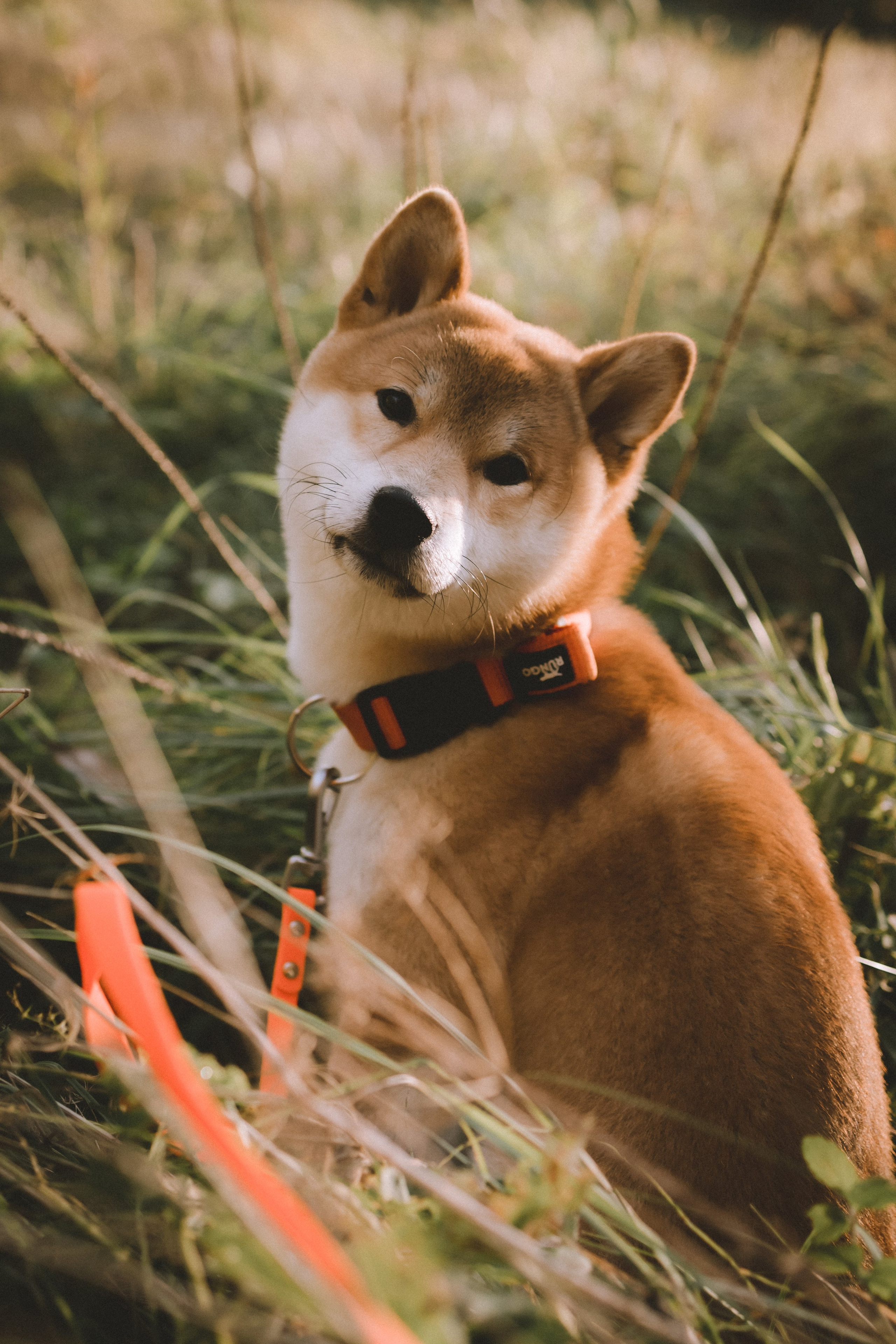 Фотосессия с собакой в осеннем Дудергофе. Семейный и детский фотограф в Санкт-Петербурге Павлова Елена