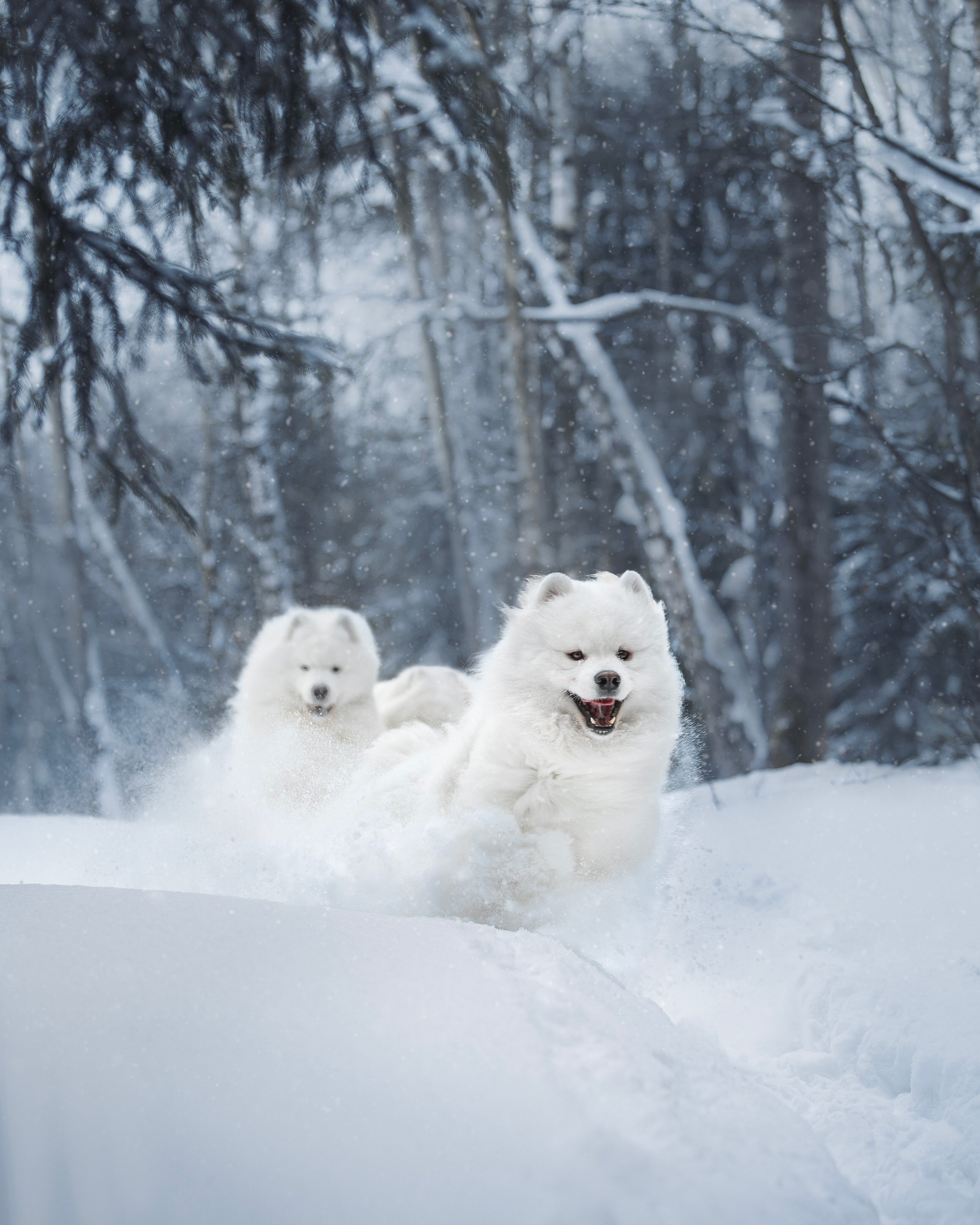 Фото собак, животных зимой. Фотограф анималист в Москве Майорова Евгения
