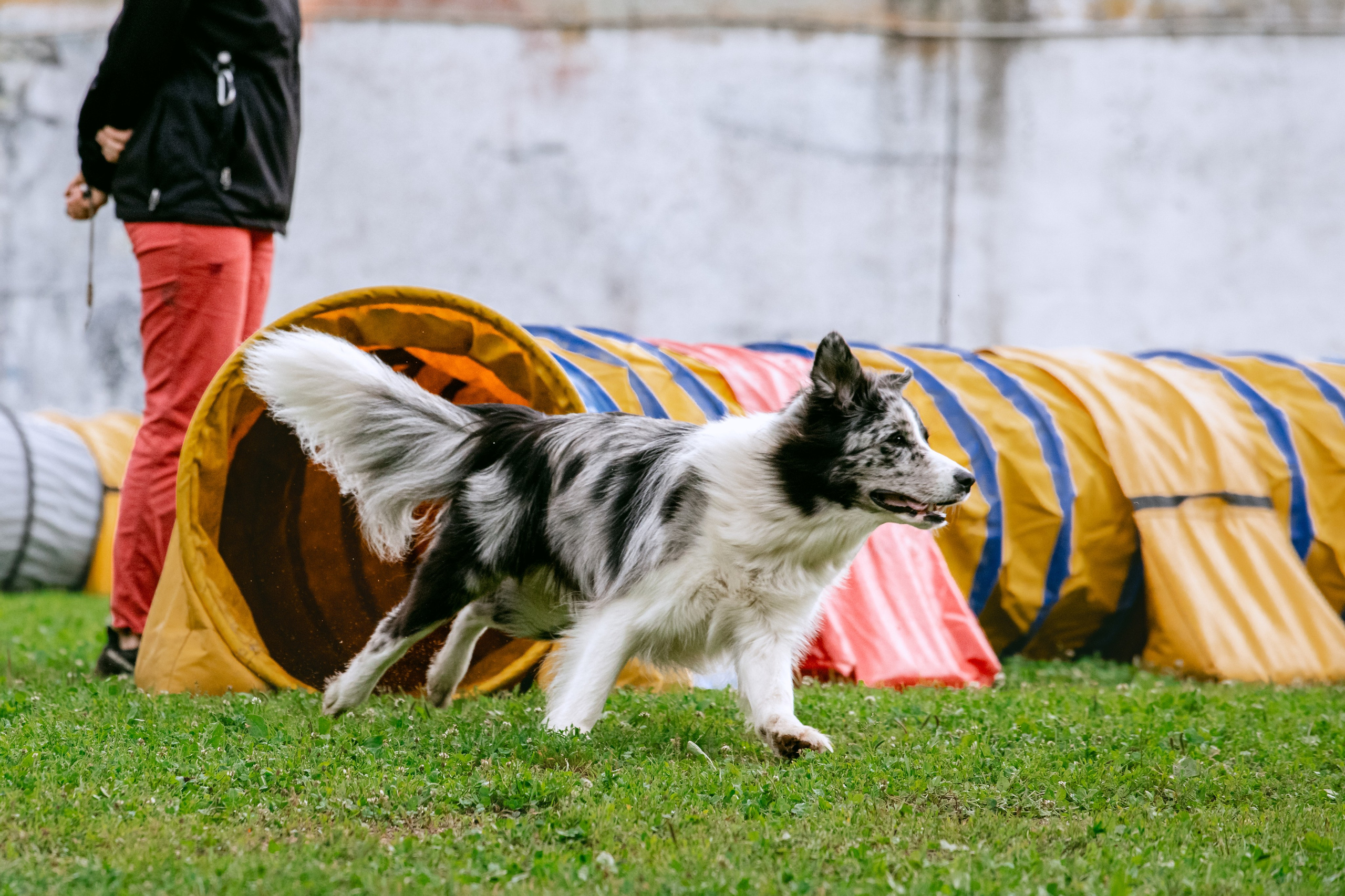 Соревнования по аджилити Долгопрудный 30.06.2025. Фотограф-анималист Татьяна Степанова