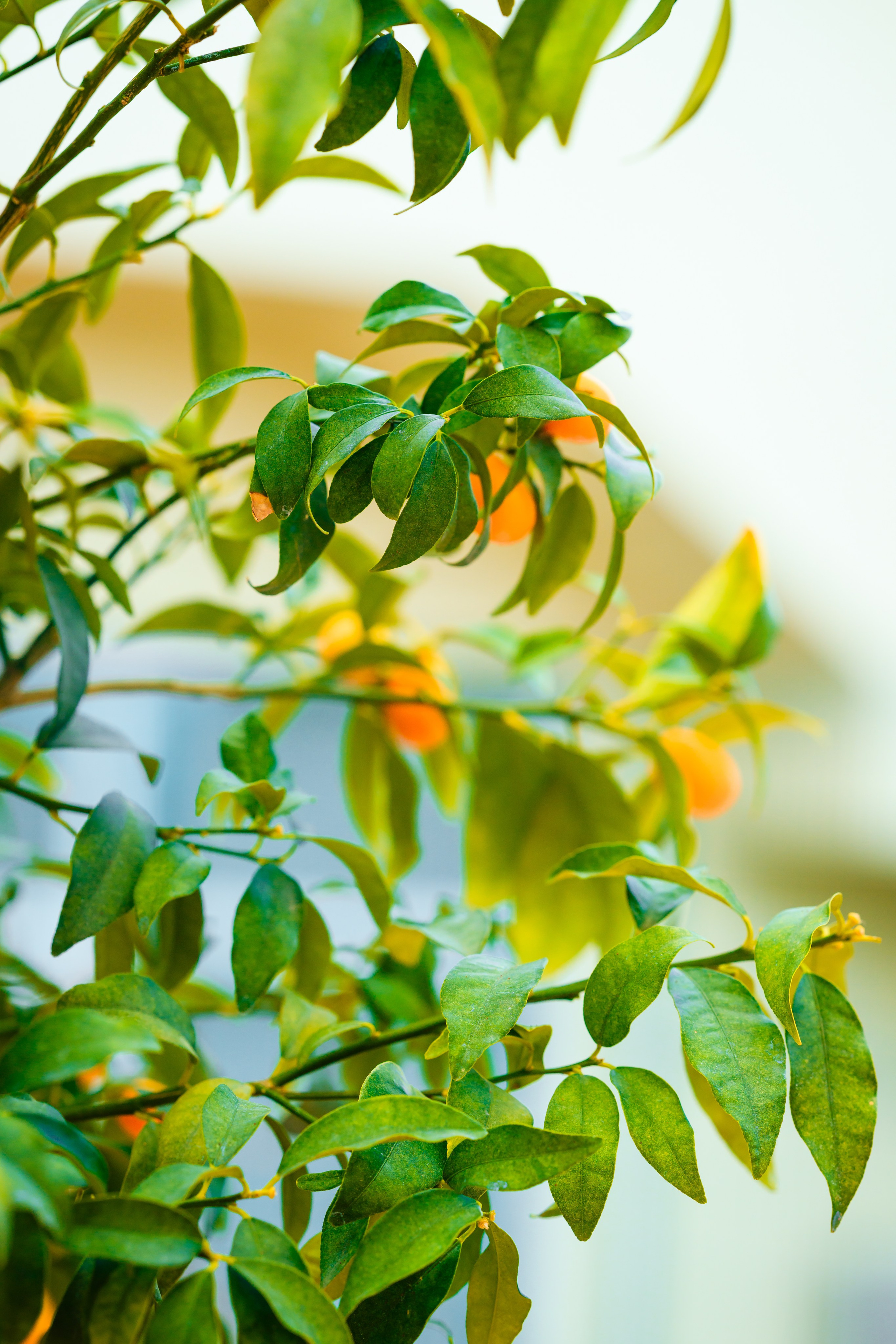 Свадебные фотосессии. Роспись в ЗАГСе. Выездная регистрация. Студийный и свадебный фотограф и видеограф в Севастополе — Юлия Макаренко