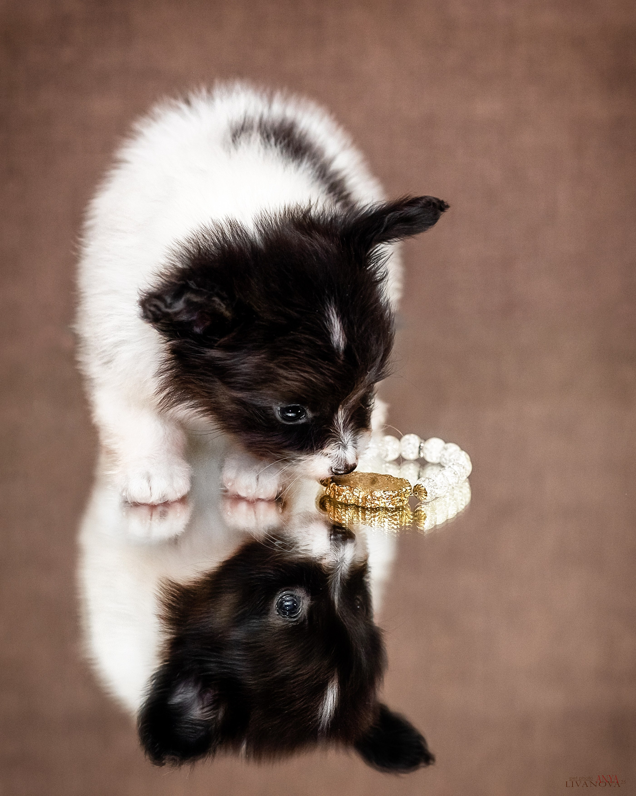 Папийончики. Фотограф анималист Аня Ливанова | Рыбинск