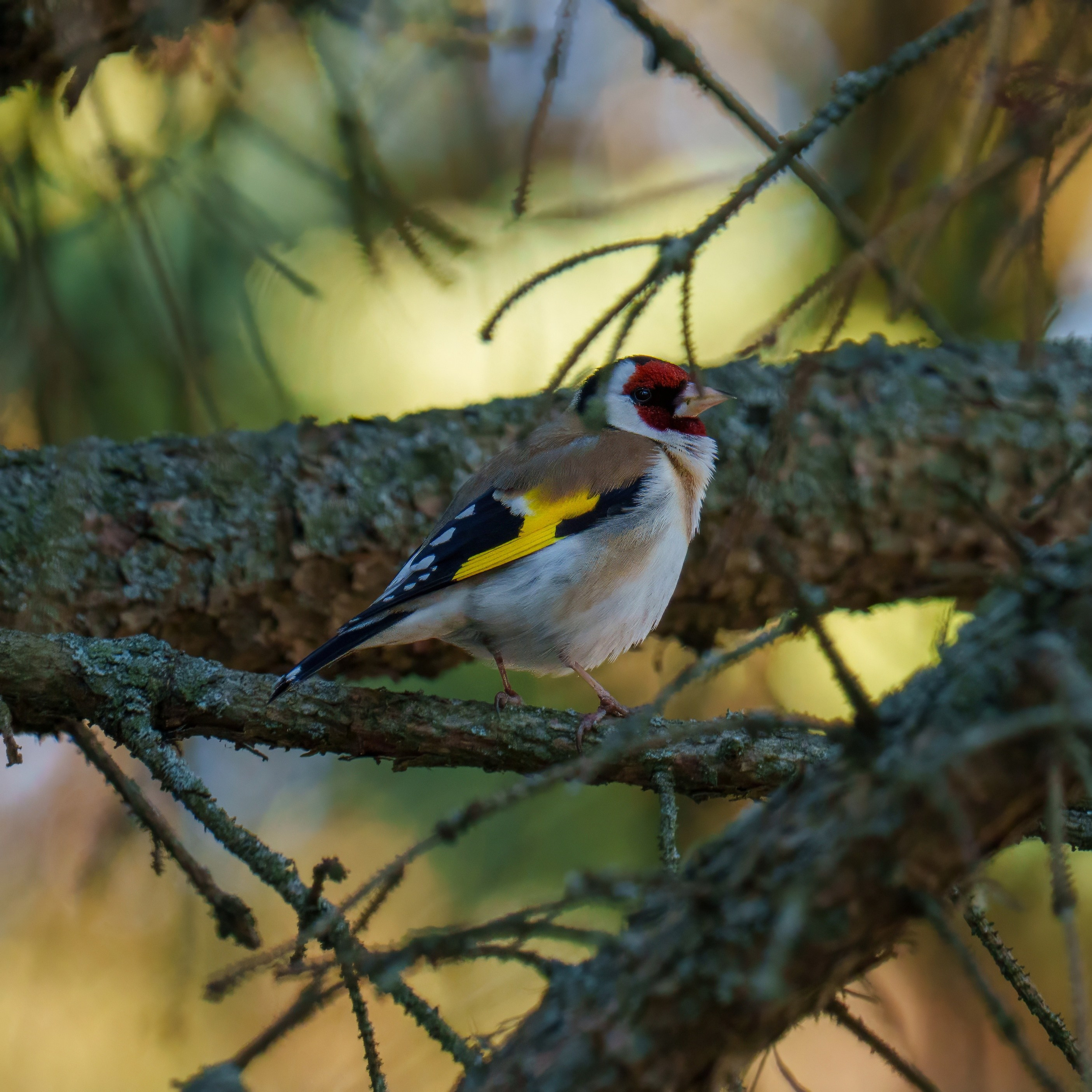 Animals — Животные