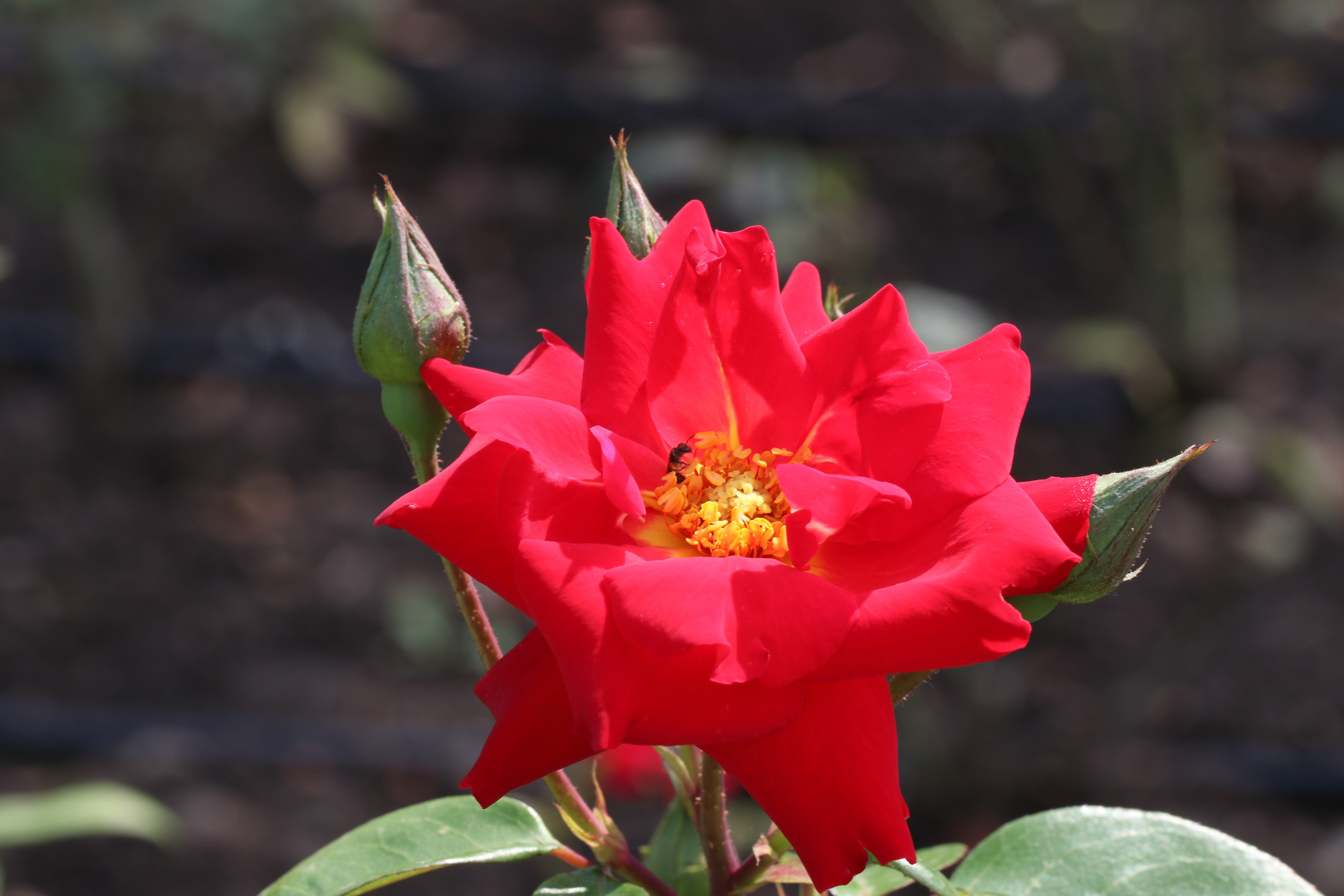 Долина роз в Кисловодске. Фото-художник и Репортажный фотограф Николаев Александр Алексеевич