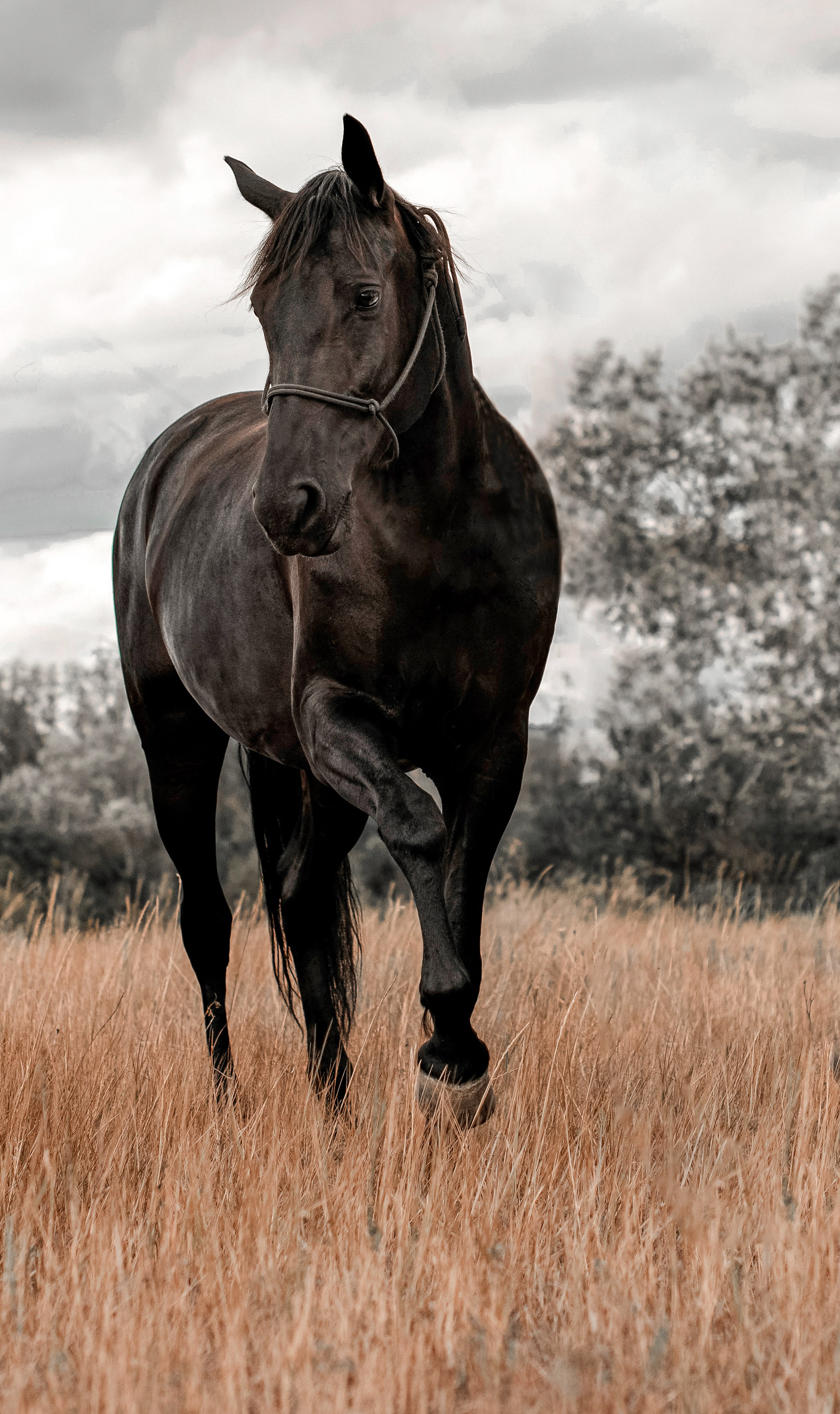 Лошади. Конный фотограф в Саратове Юлия Иванова