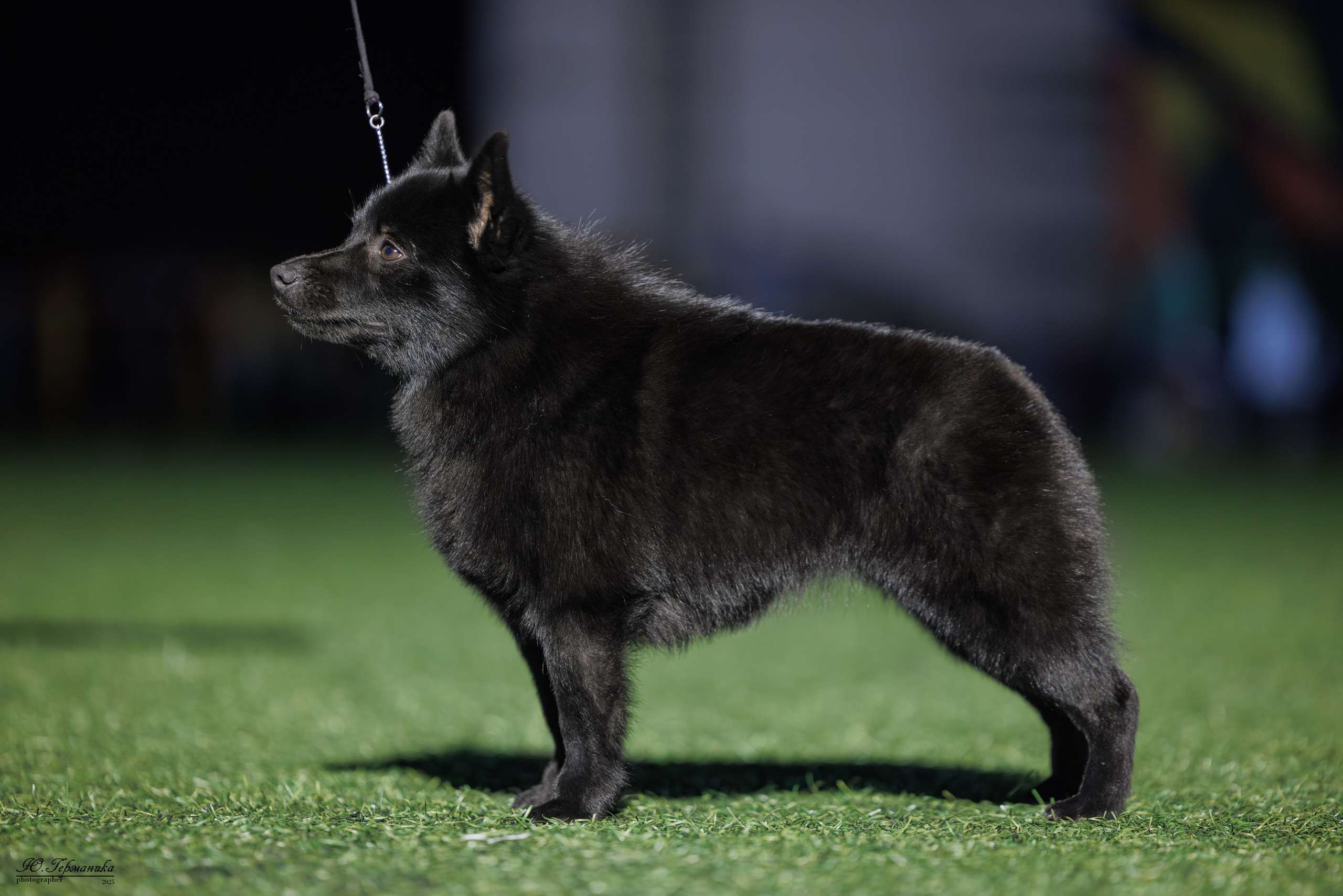 Калининград 25-27.07 Волгоград 1-3.08 2025. Фотограф-анималист Юлия Германика