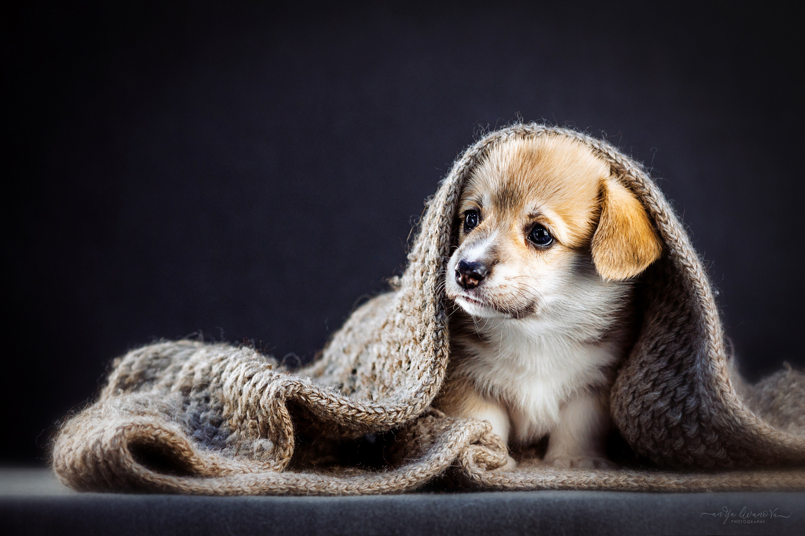 Коржики. Фотограф анималист Аня Ливанова | Рыбинск