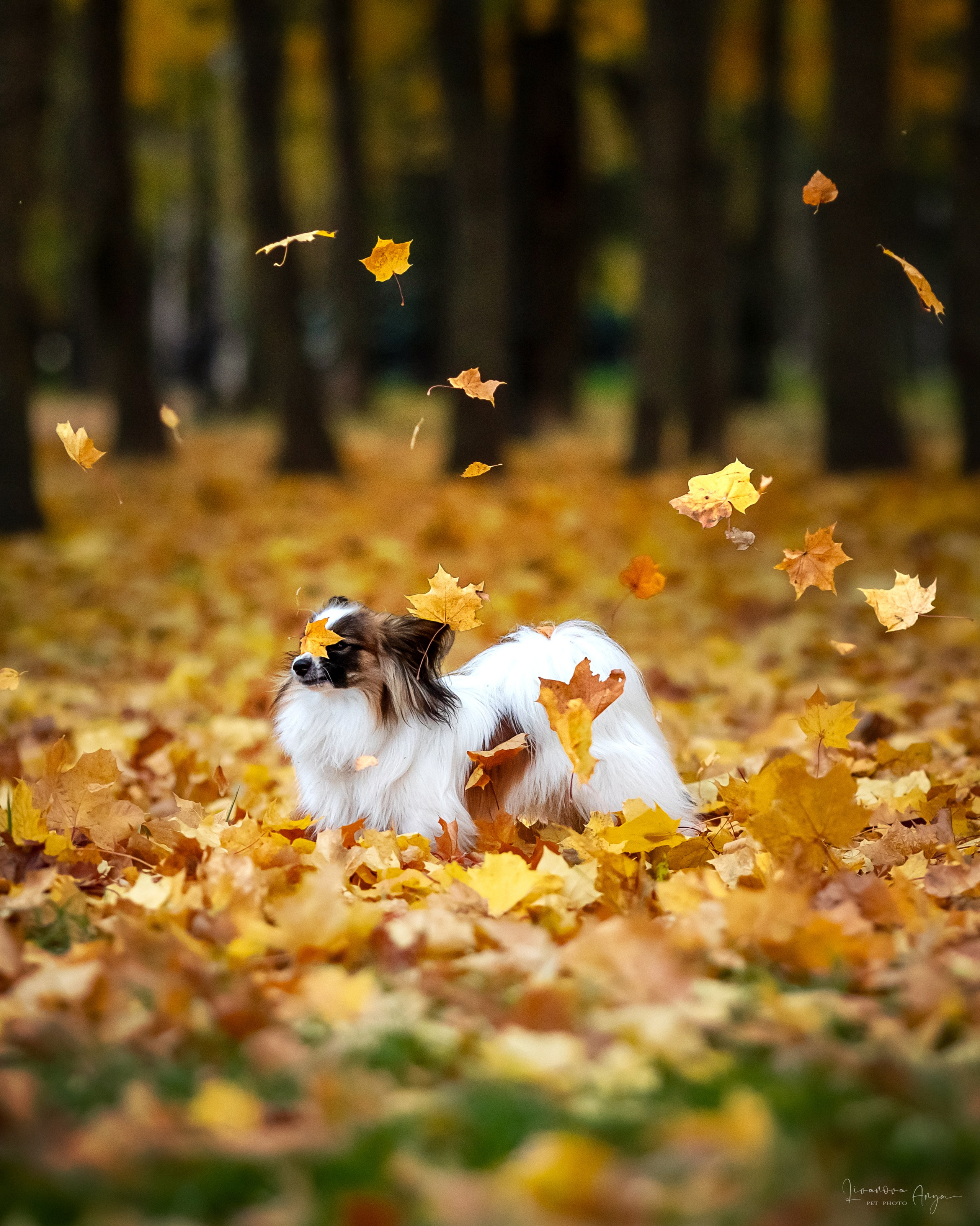 Хьюстон. Фотограф анималист Аня Ливанова | Рыбинск