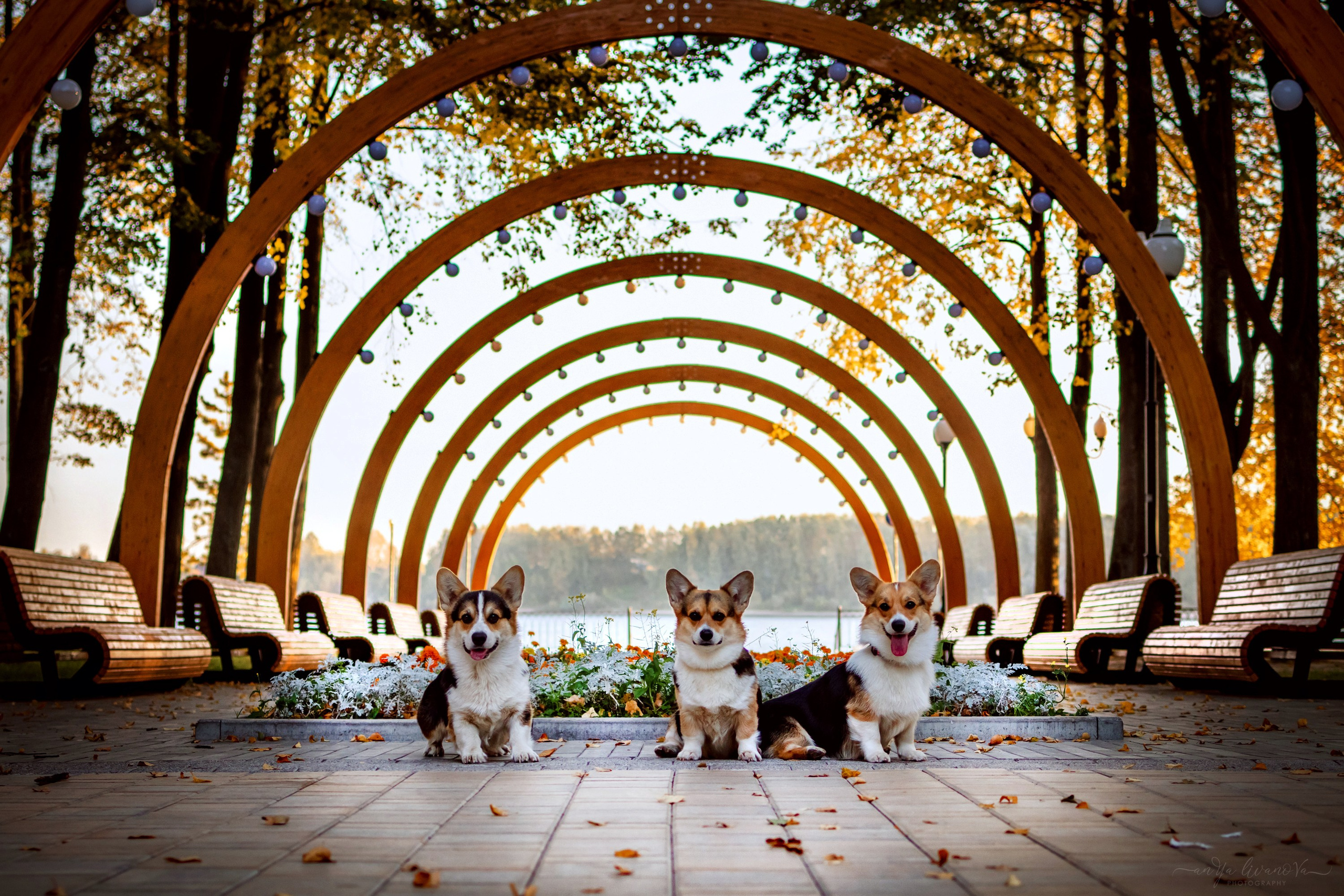 Коржики на Набережной. Фотограф анималист Аня Ливанова | Рыбинск